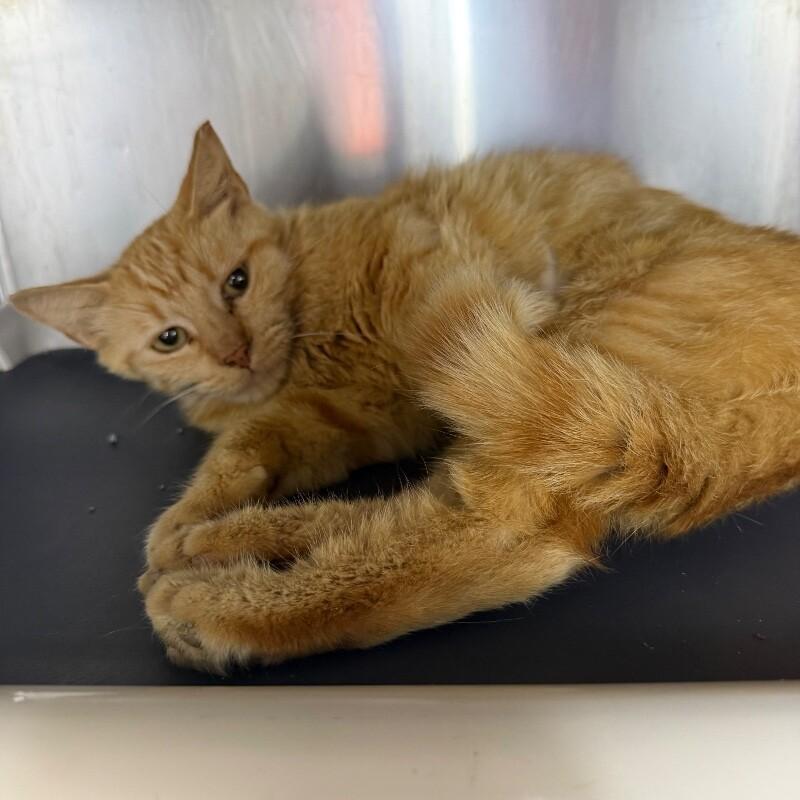 Jamie, Adoptable, Adult Female Domestic Short Hair.