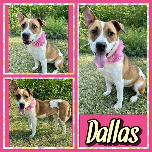 Dallas, ADOPTABLE, Adult Female Pit Bull Terrier.