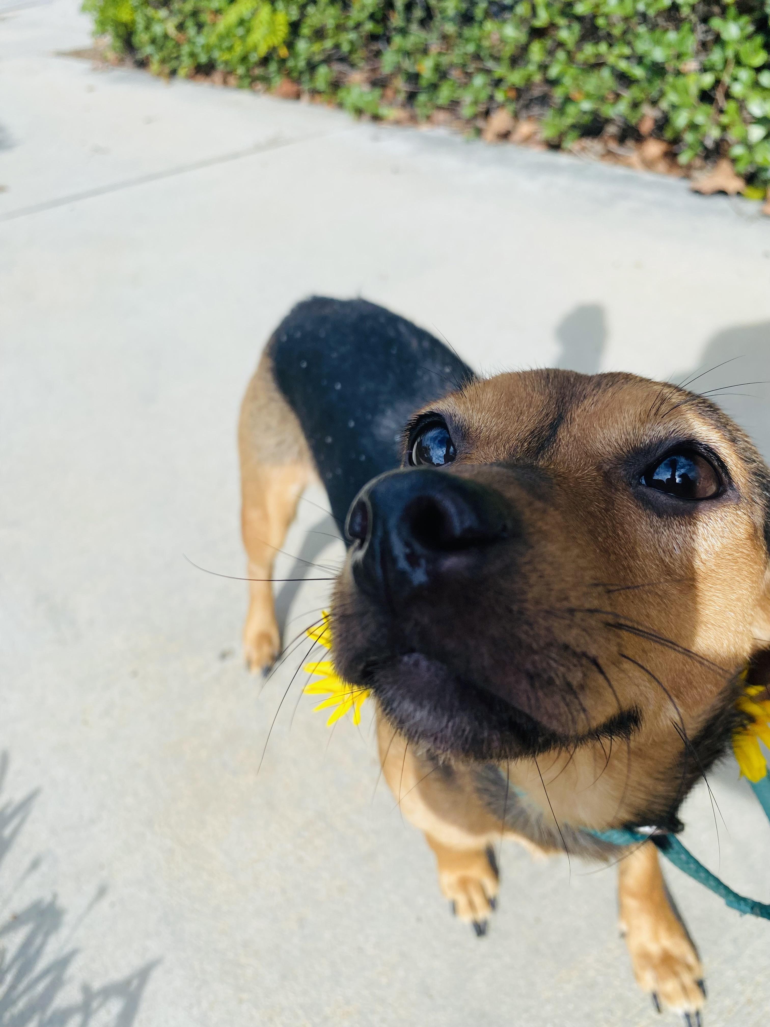 Foxy, a Adoptable mixed breed in Rancho Santa Margarita, CA image 3/6