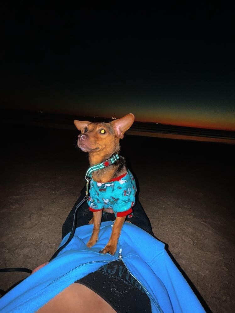 Foxy, a Adoptable mixed breed in Rancho Santa Margarita, CA image 6/6