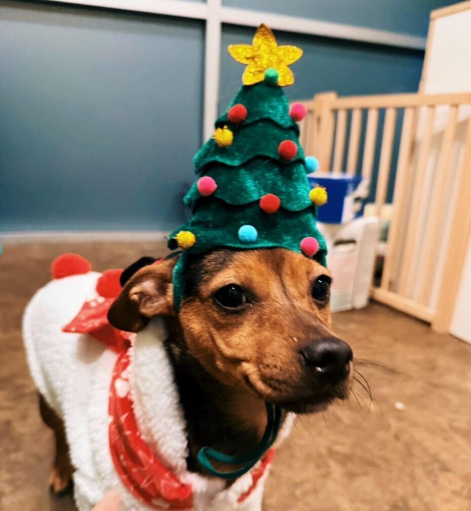 Foxy, Adoptable, Young Female Mixed Breed.