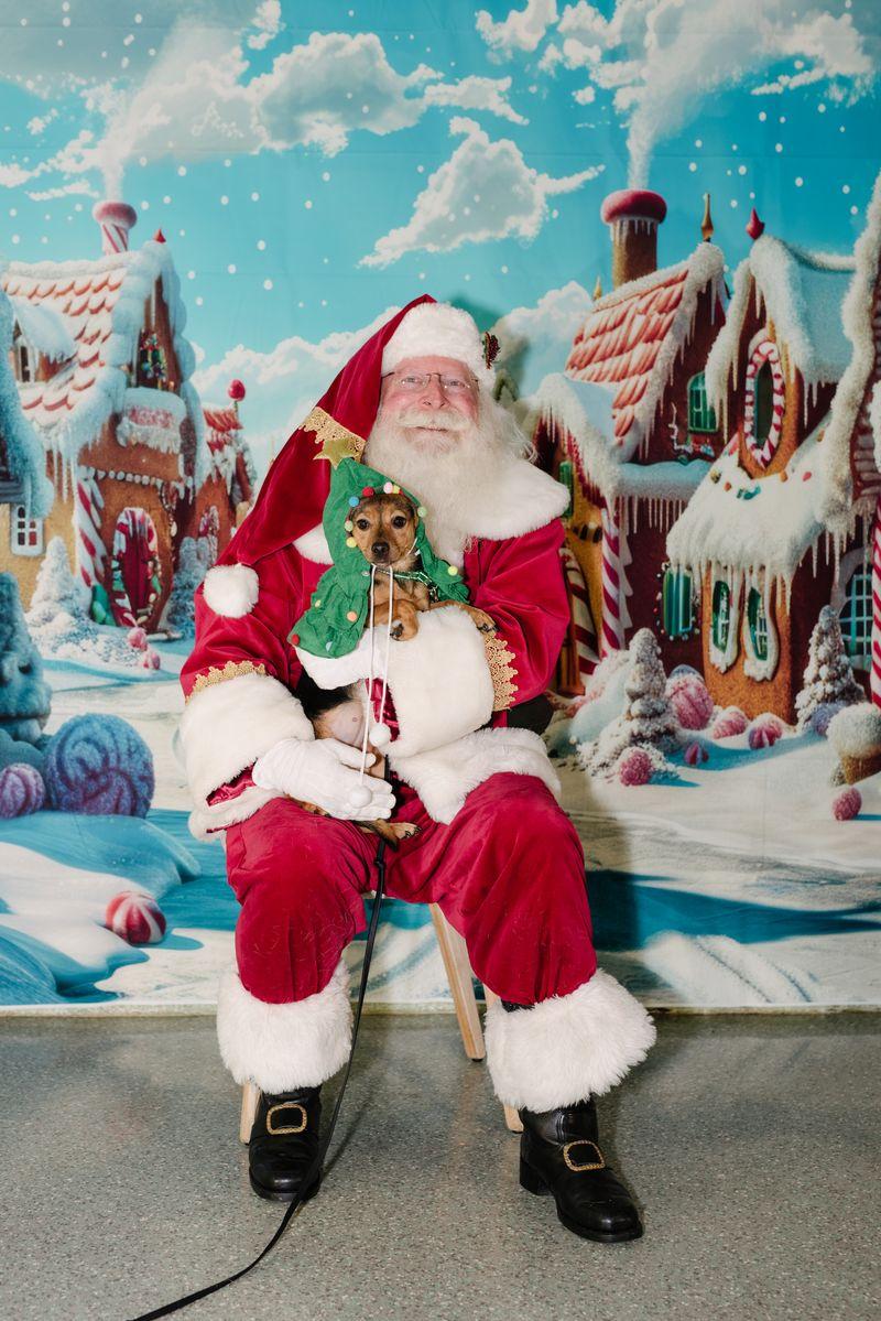 Foxy, a Adoptable mixed breed in Rancho Santa Margarita, CA image 6/6