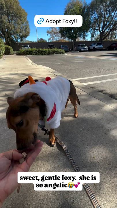 Enlarge Foxy, a Adoptable mixed breed in Rancho Santa Margarita, CA video 4/6