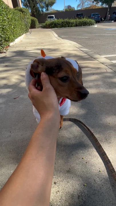 Enlarge Foxy, a Adoptable mixed breed in Rancho Santa Margarita, CA video 5/6