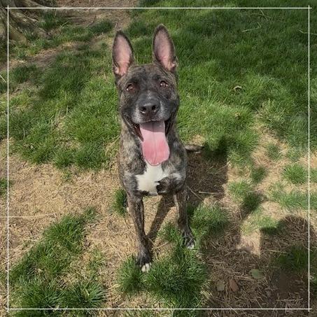 Dagr, Adoptable, Adult Male Belgian Shepherd / Malinois.