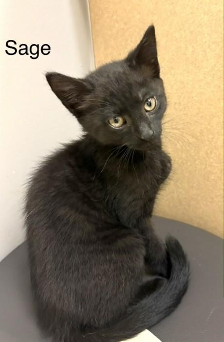 Sage, Adoptable, Kitten Female Domestic Short Hair.