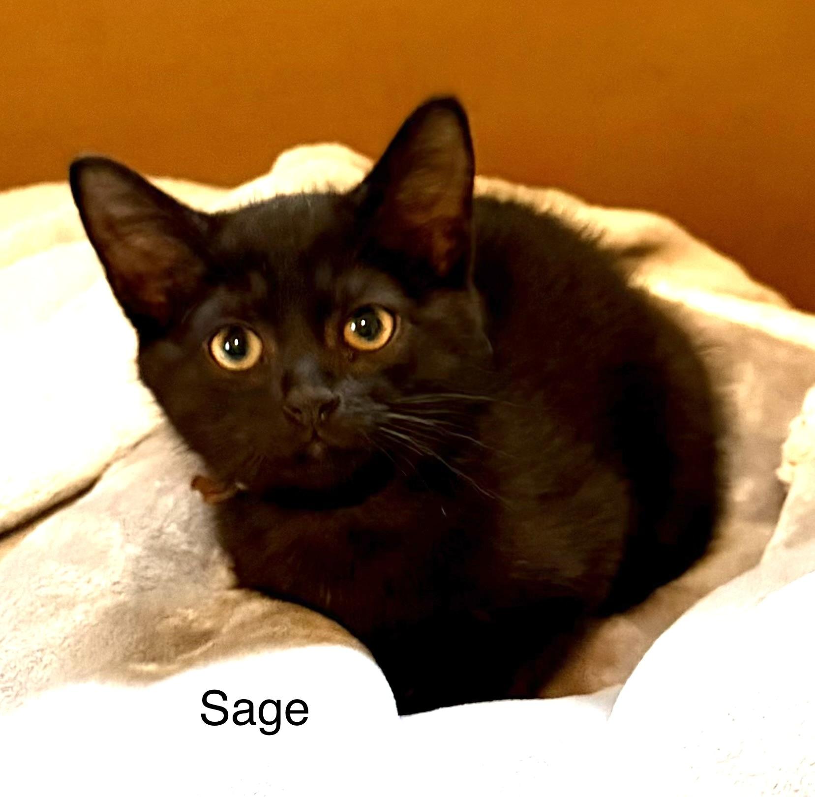 Sage, a Adoptable Domestic Short Hair in Annapolis, MD image 2/2