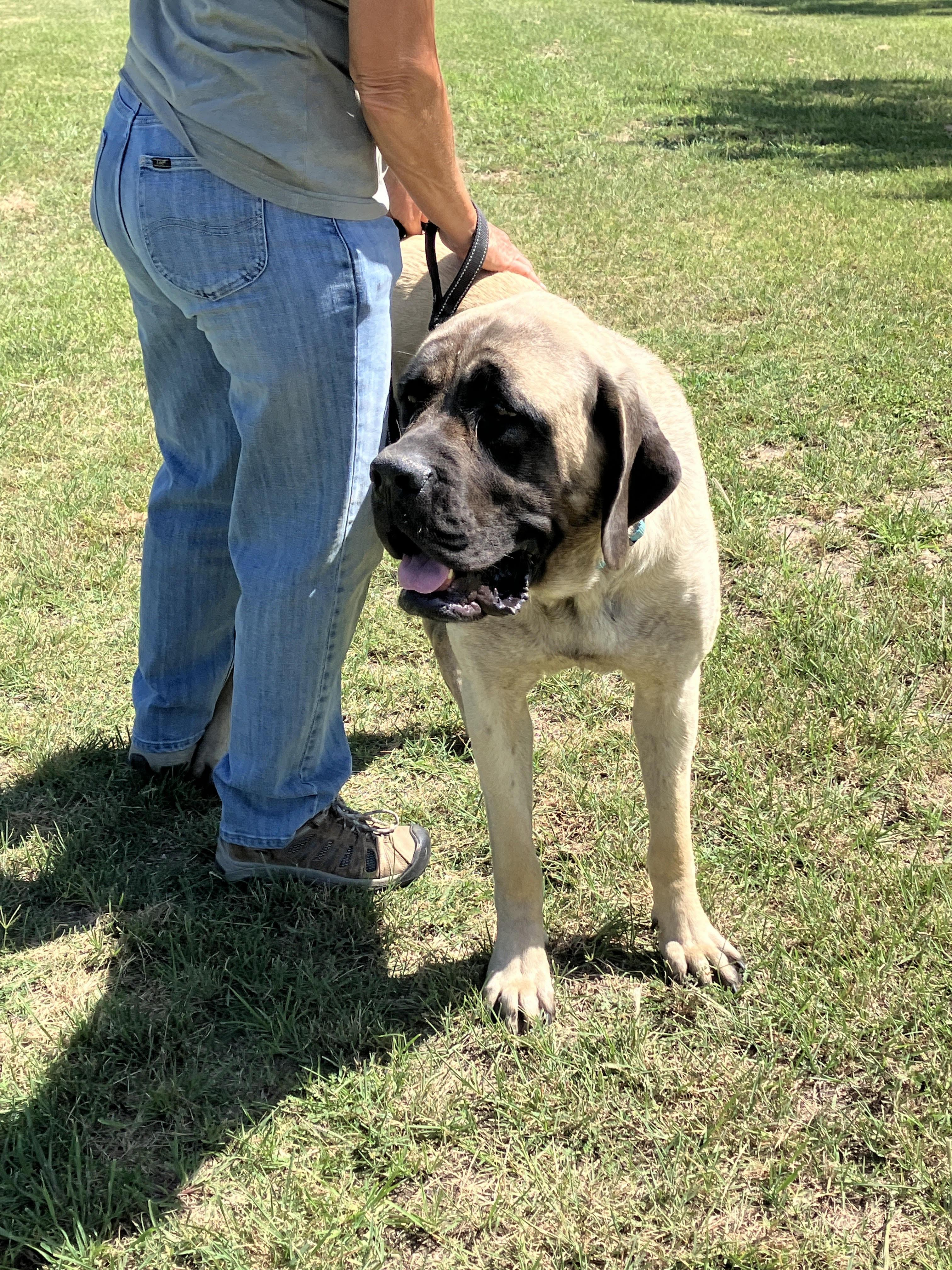 GLORIA-Gentle Giant, an adopted Mastiff in Ellington, CT image 3/6
