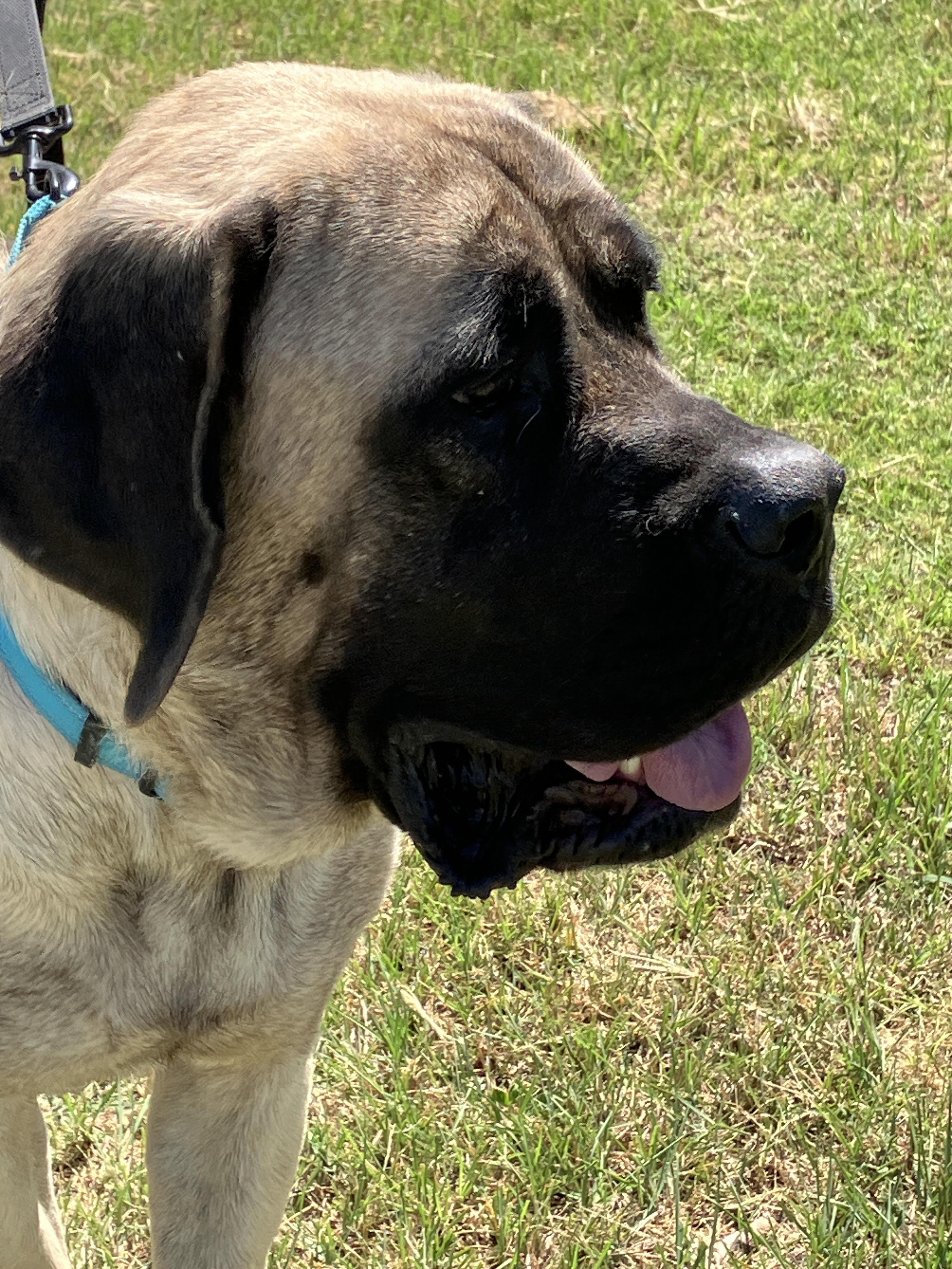 GLORIA-Gentle Giant, adopted, Young Female Mastiff.