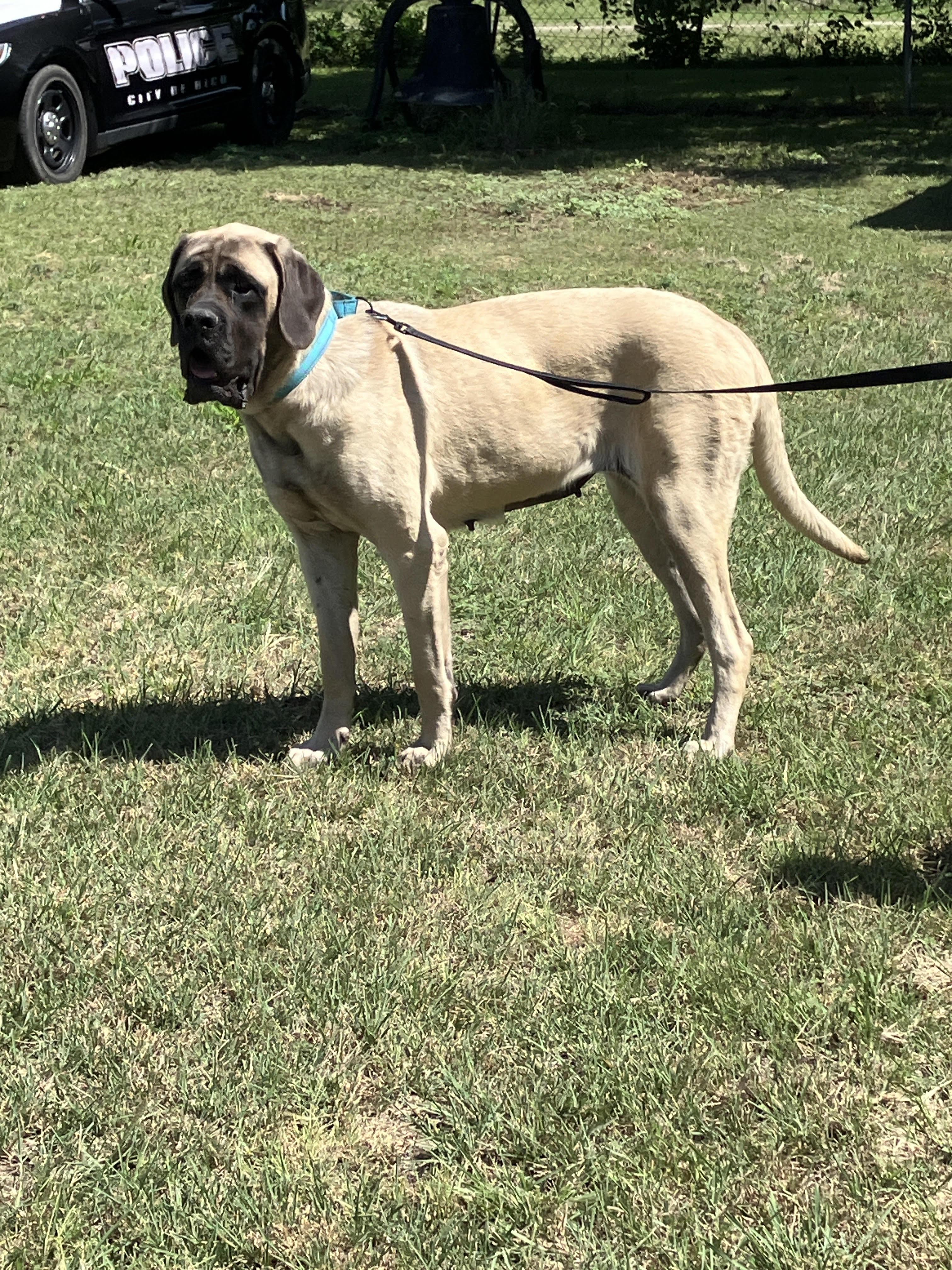 GLORIA-Gentle Giant, an adopted Mastiff in Ellington, CT image 2/6