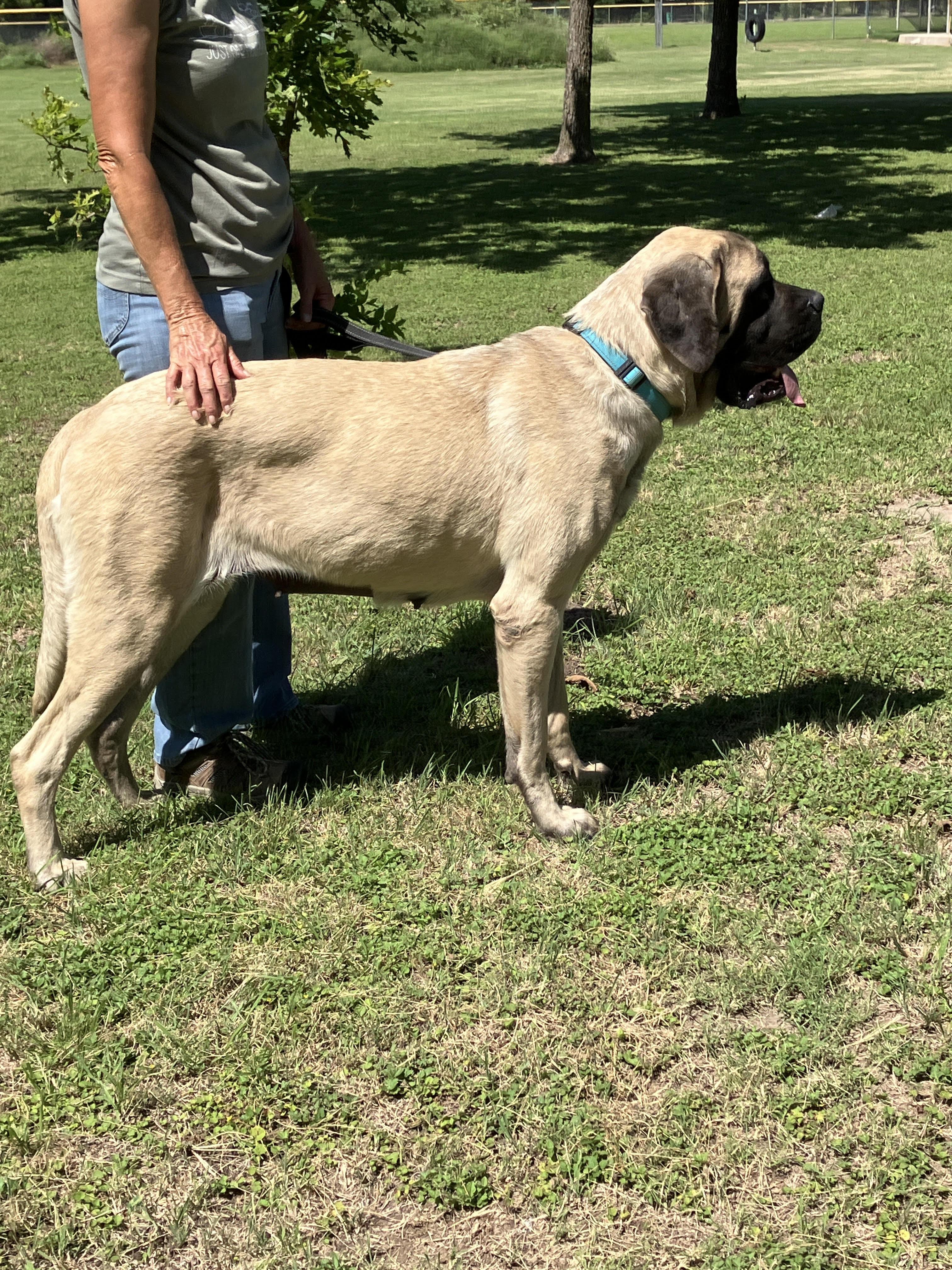 GLORIA-Gentle Giant, an adopted Mastiff in Ellington, CT image 4/6