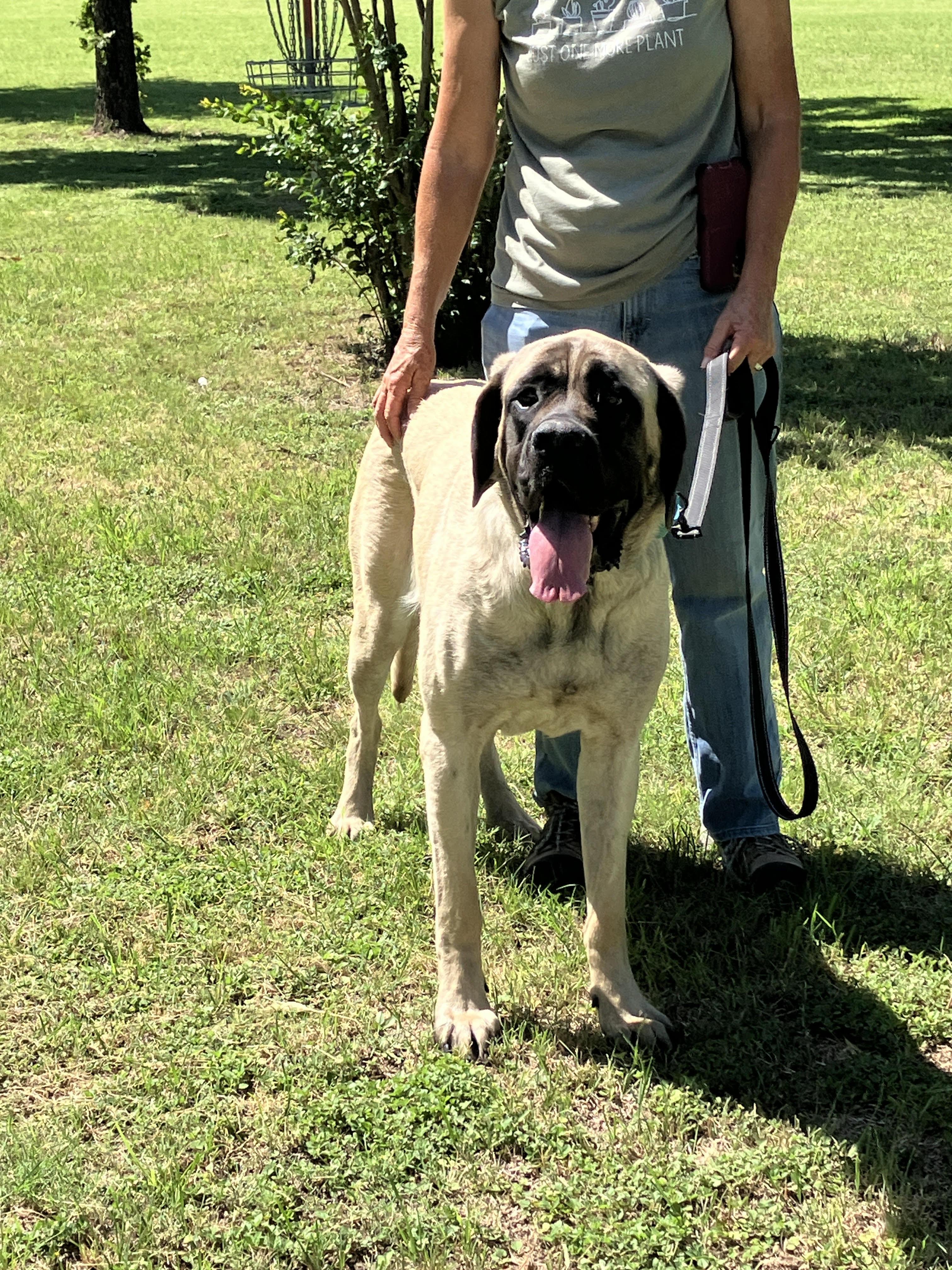 GLORIA-Gentle Giant, an adopted Mastiff in Ellington, CT image 5/6