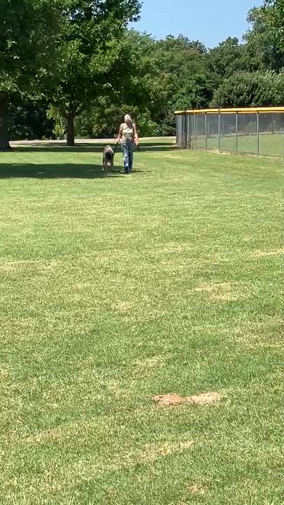 Enlarge GLORIA-Gentle Giant, an adopted Mastiff in Ellington, CT video 6/6
