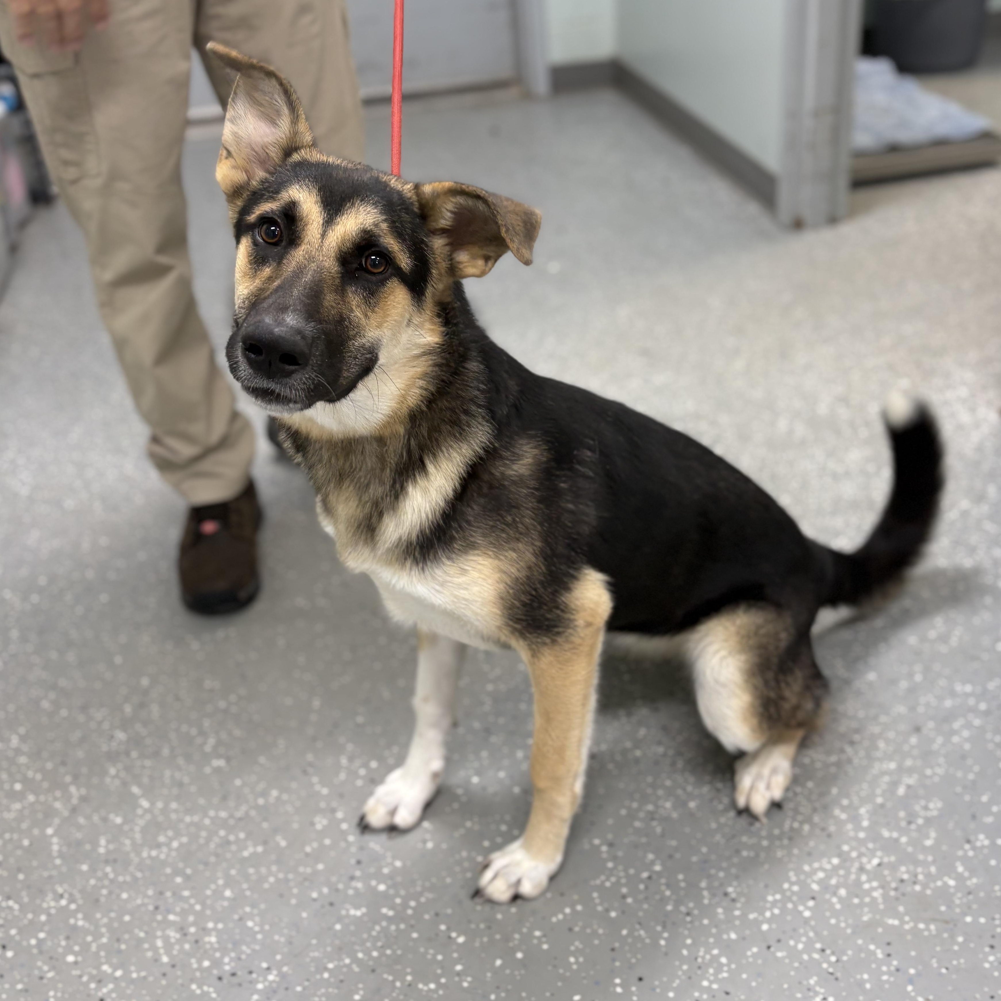 Bella, adopted, Puppy Female Australian Shepherd & German Shepherd Dog.
