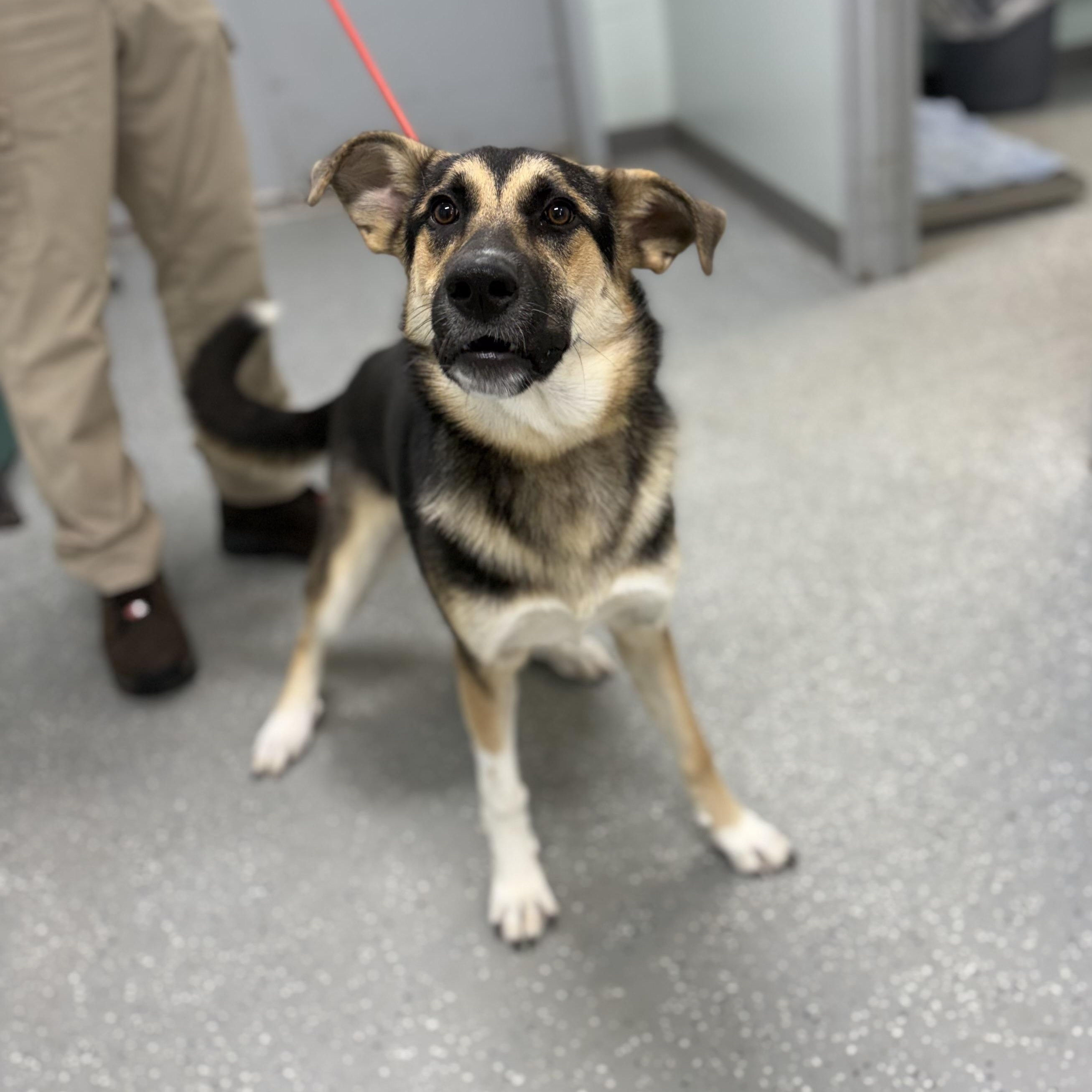 Enlarge Bella, an adopted mixed breed in Bardstown, KY image 5/5
