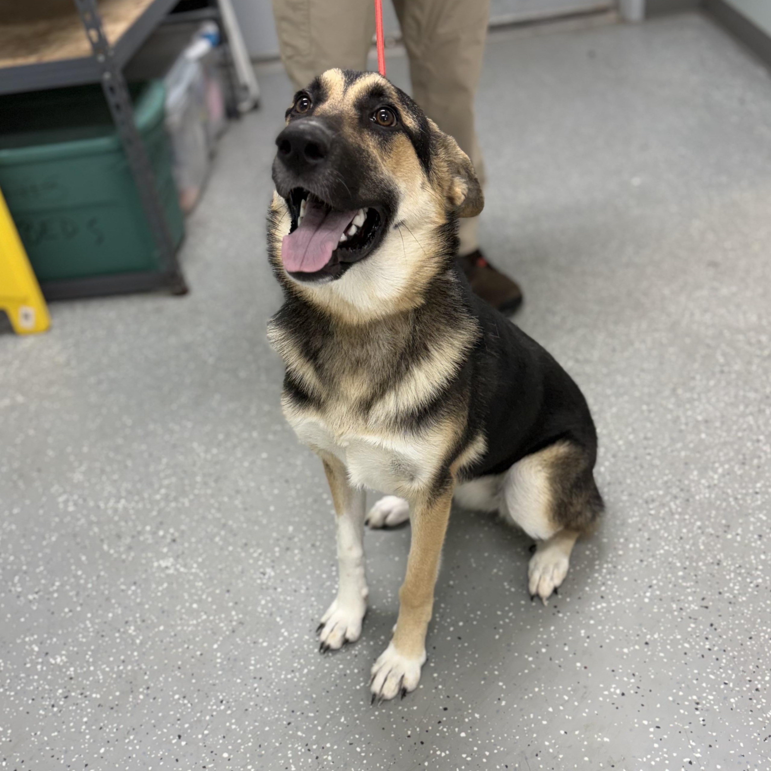 Enlarge Bella, an adopted mixed breed in Bardstown, KY image 4/5