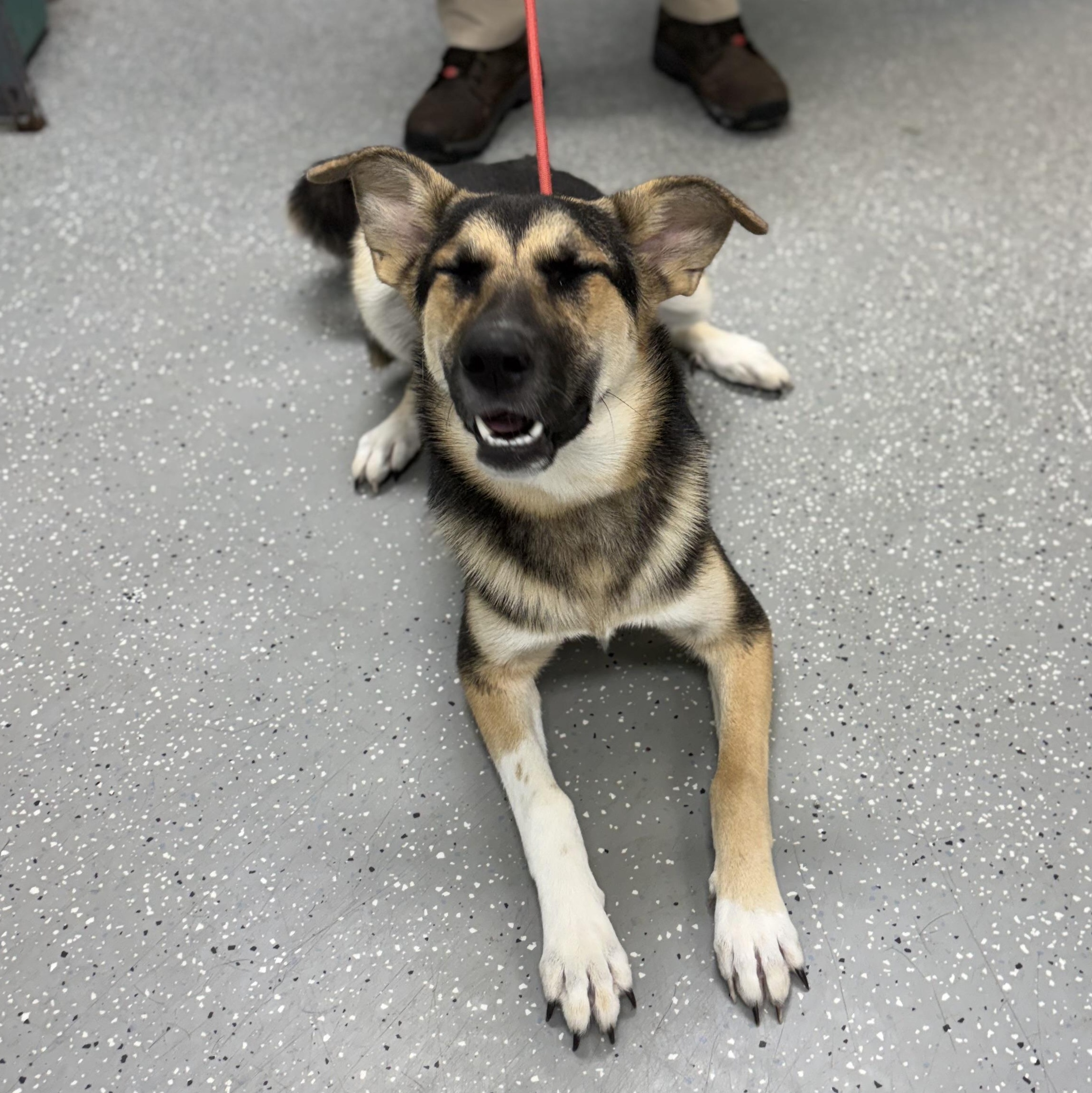 Enlarge Bella, an adopted mixed breed in Bardstown, KY image 3/5