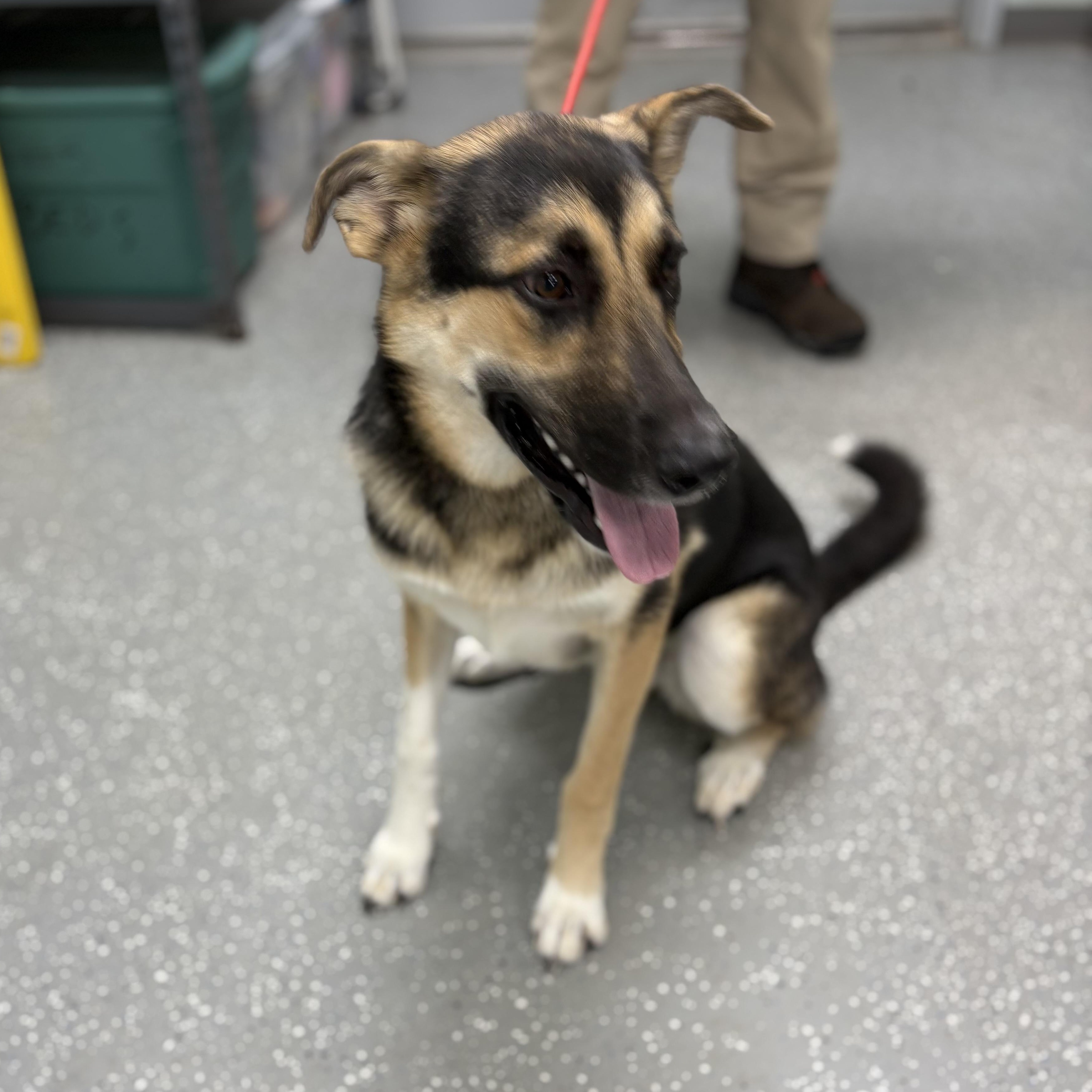 Enlarge Bella, an adopted mixed breed in Bardstown, KY image 2/5