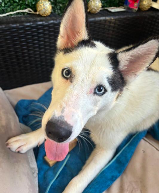 Cora, adopted, Young Female Siberian Husky.