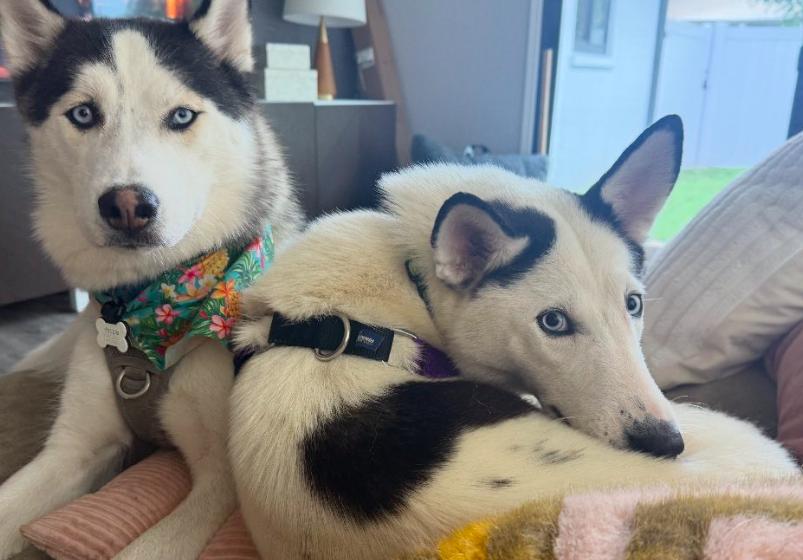 Enlarge Cora, an adopted Siberian Husky in Jupiter, FL image 2/4