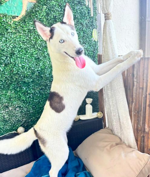 Enlarge Cora, an adopted Siberian Husky in Jupiter, FL image 3/4