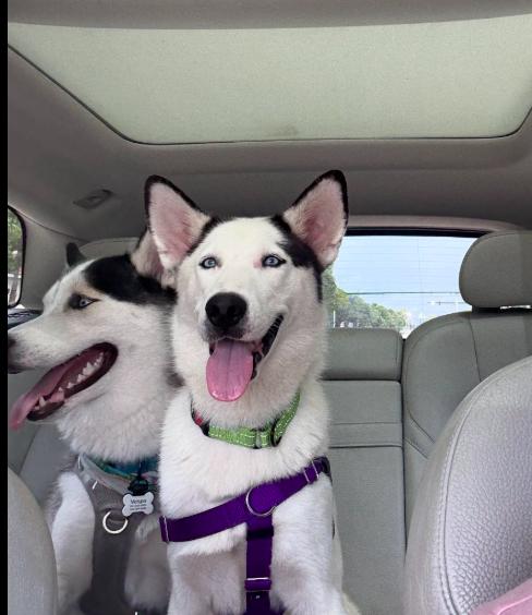 Enlarge Cora, an adopted Siberian Husky in Jupiter, FL image 4/4