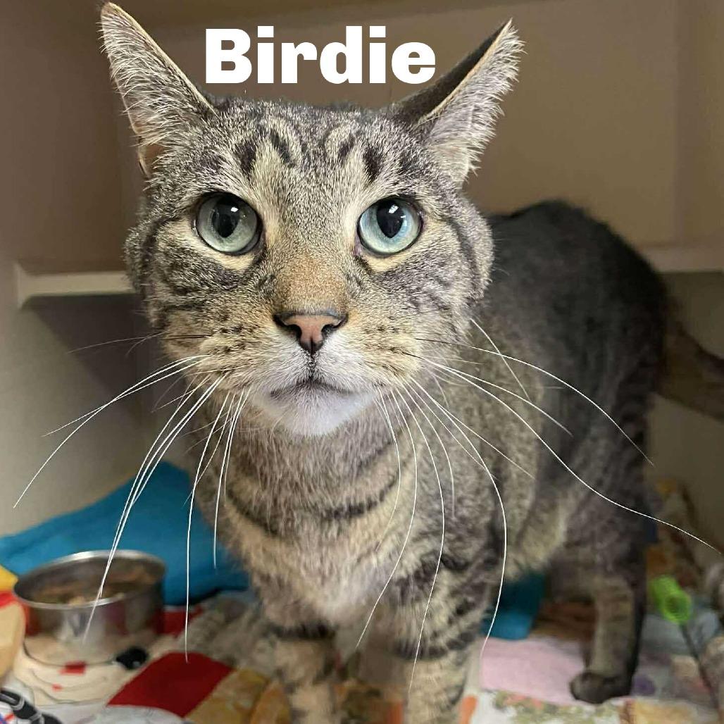 Birdie 260016, Adoptable, Senior Male Domestic Short Hair.
