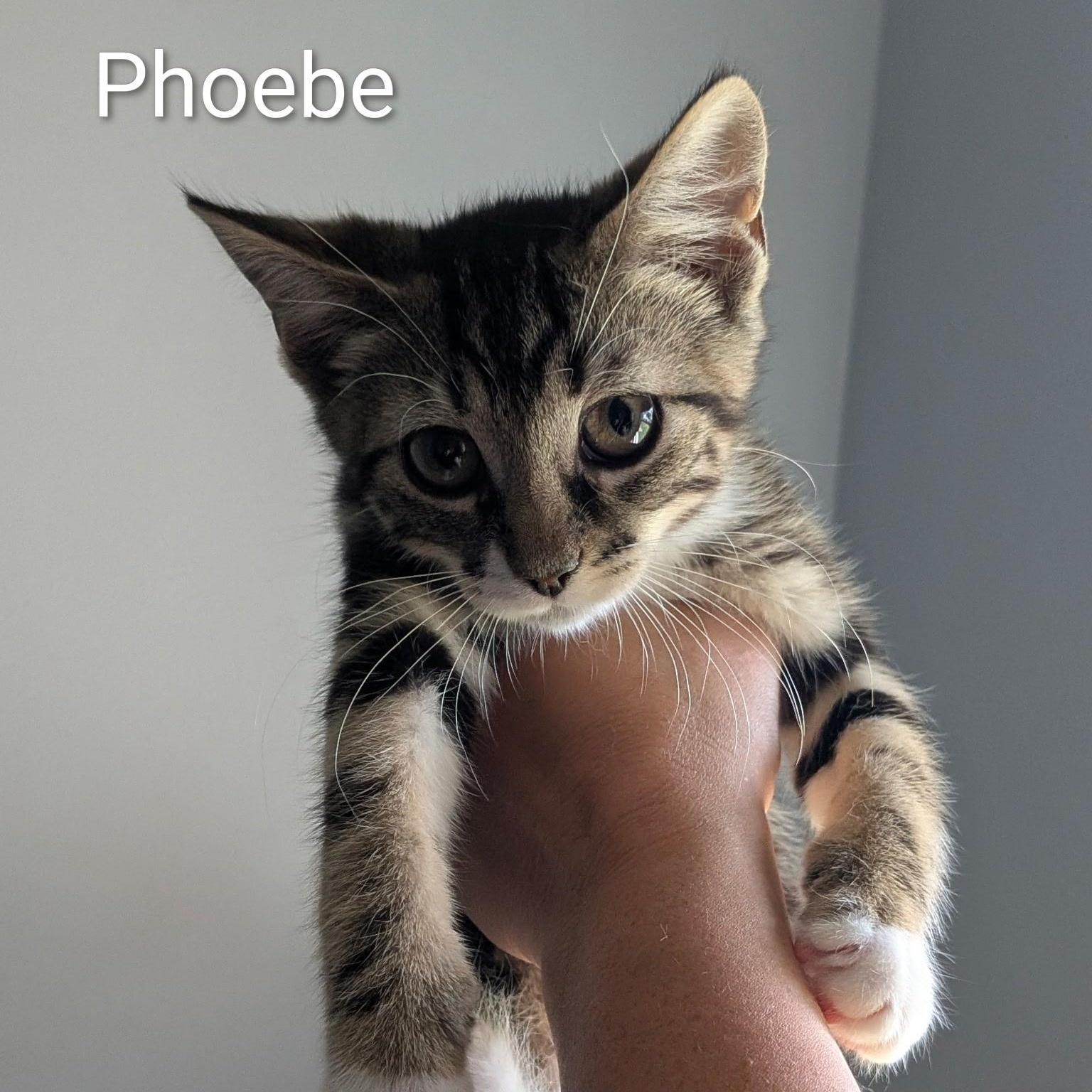 Phoebe, Adoptable, Kitten Female Domestic Short Hair.