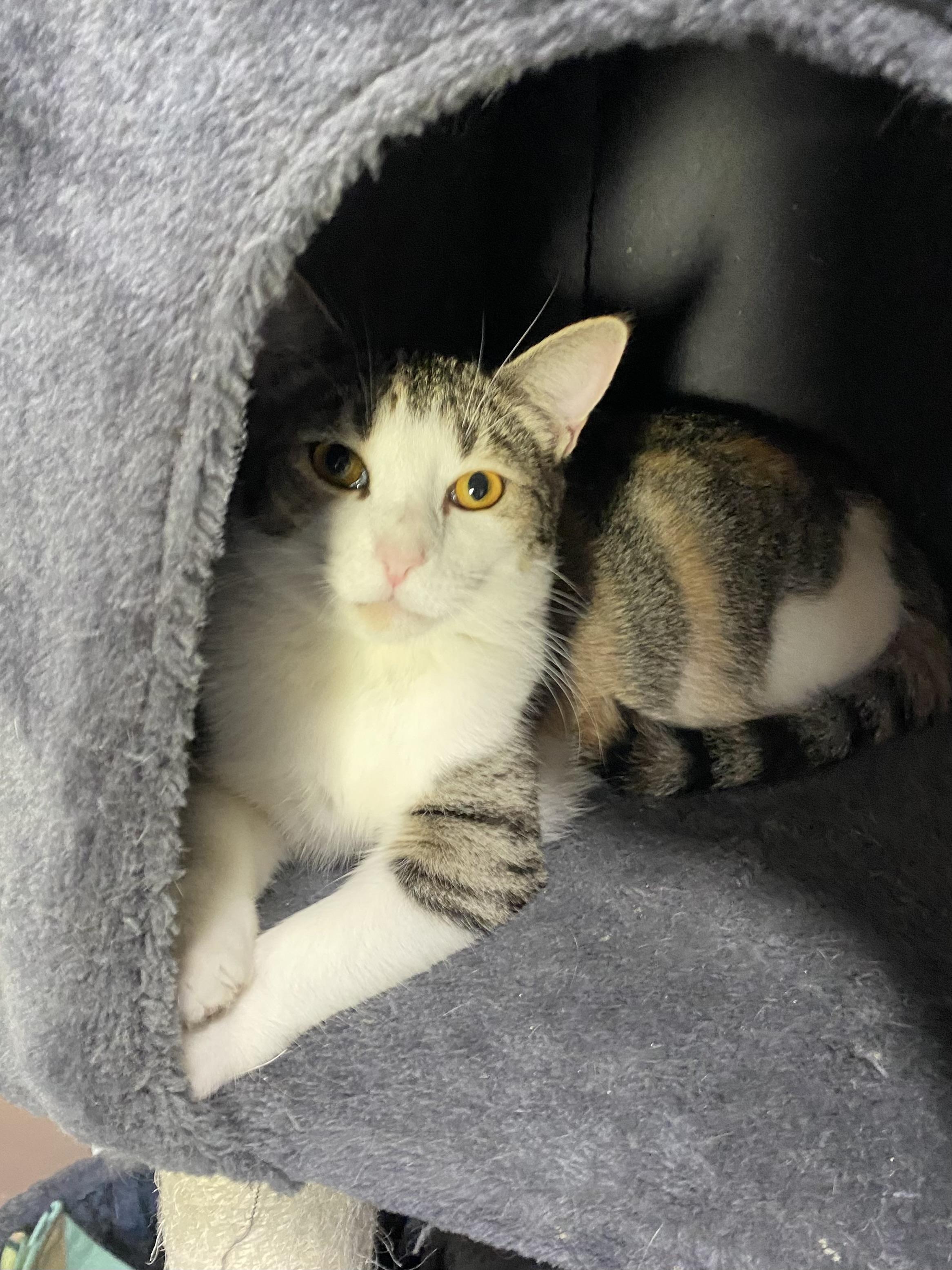 Enlarge AMARETTO, a Adoptable Domestic Short Hair in Pittsburgh, PA image 1/6