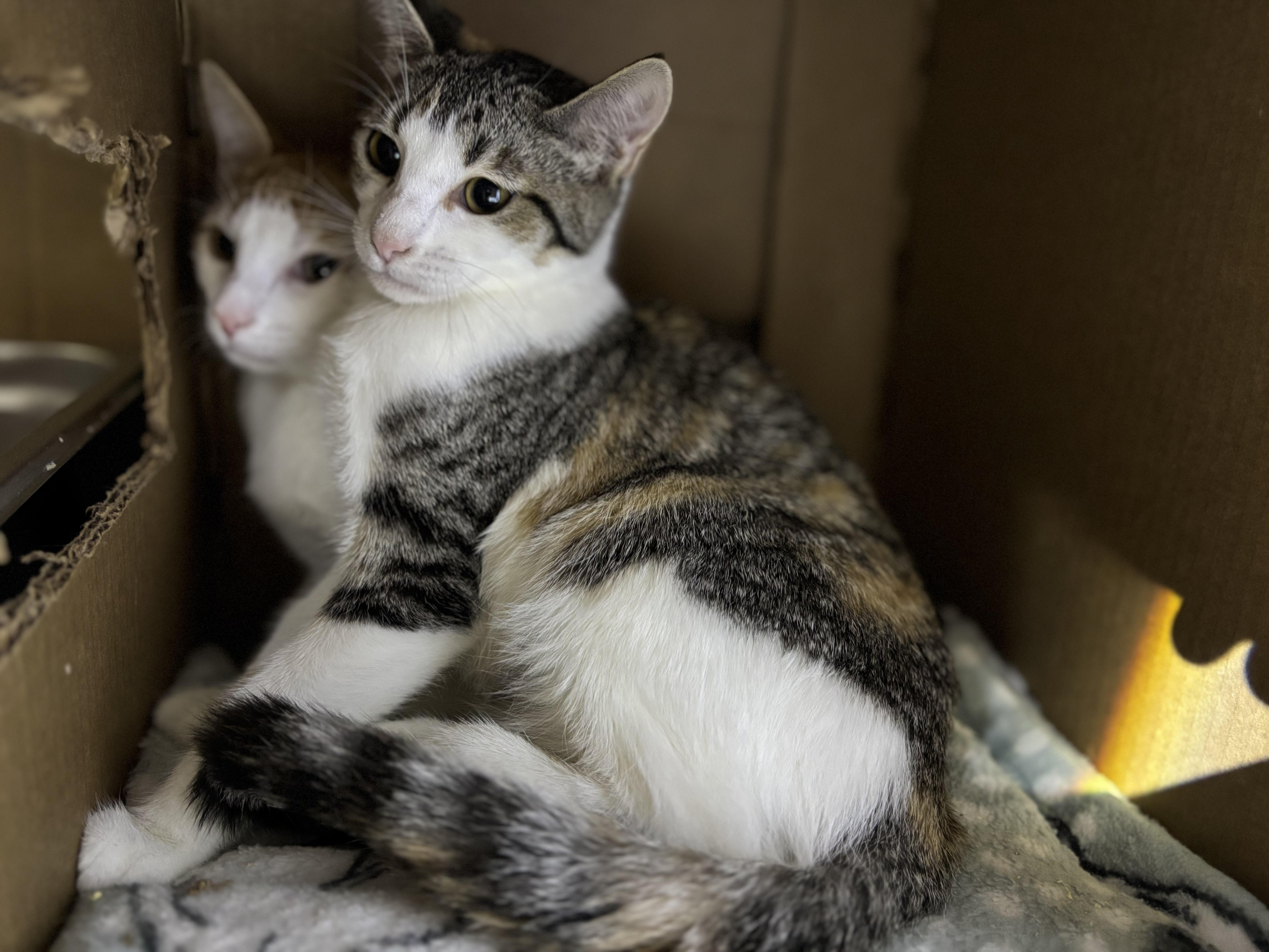 AMARETTO & COOPER, Baby Female Domestic Short Hair
