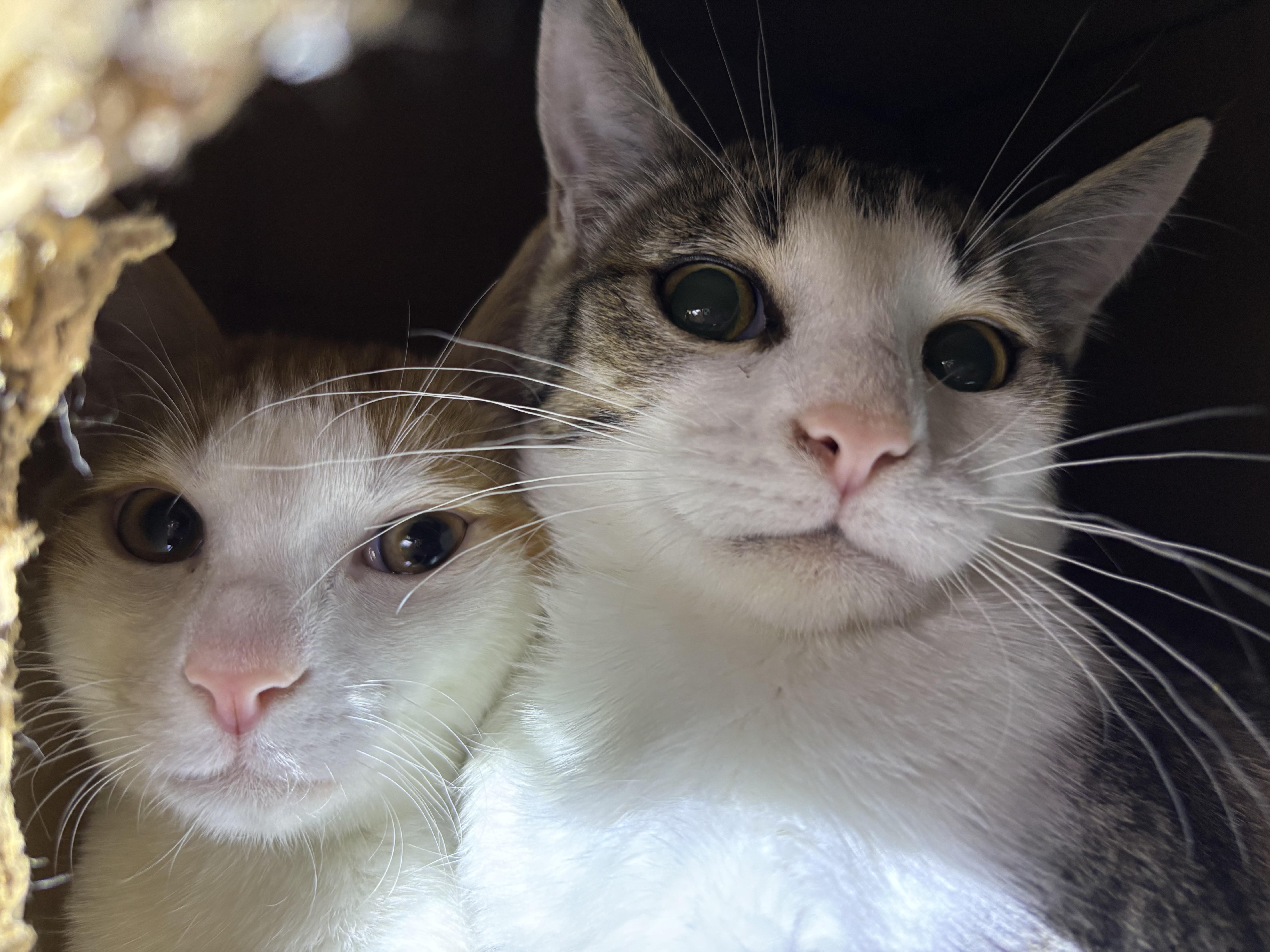 Enlarge AMARETTO, a Adoptable Domestic Short Hair in Pittsburgh, PA image 4/6