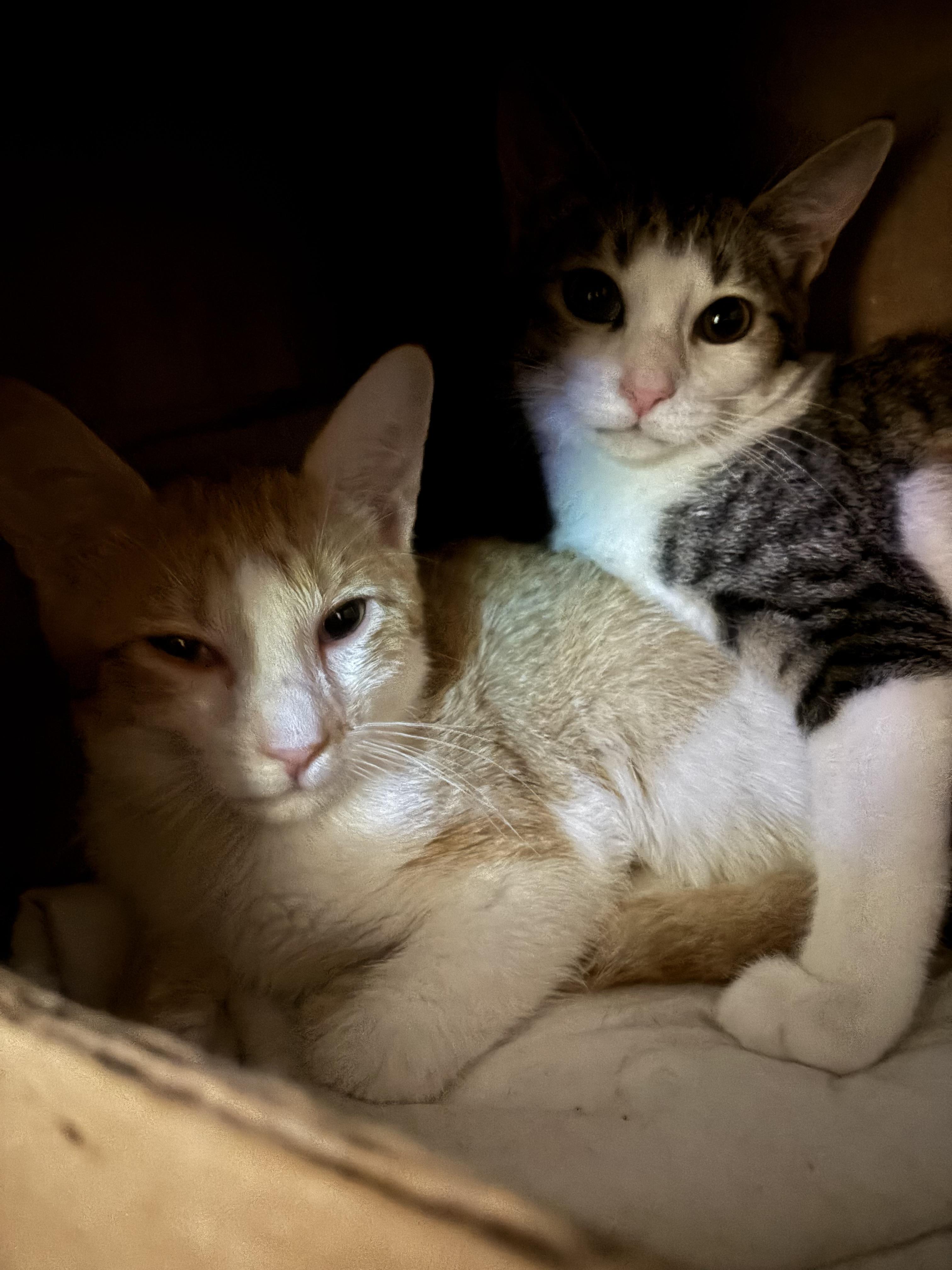 AMARETTO & COOPER photo 3