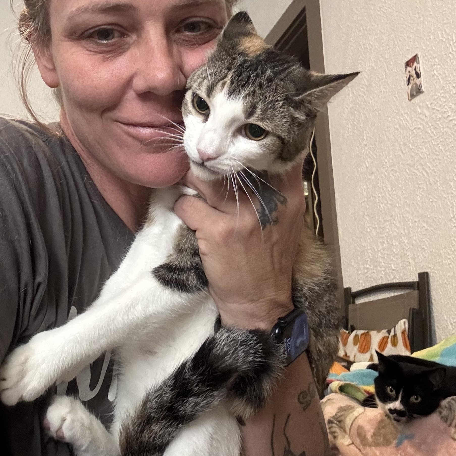 AMARETTO, Adoptable, Young Female Domestic Short Hair.