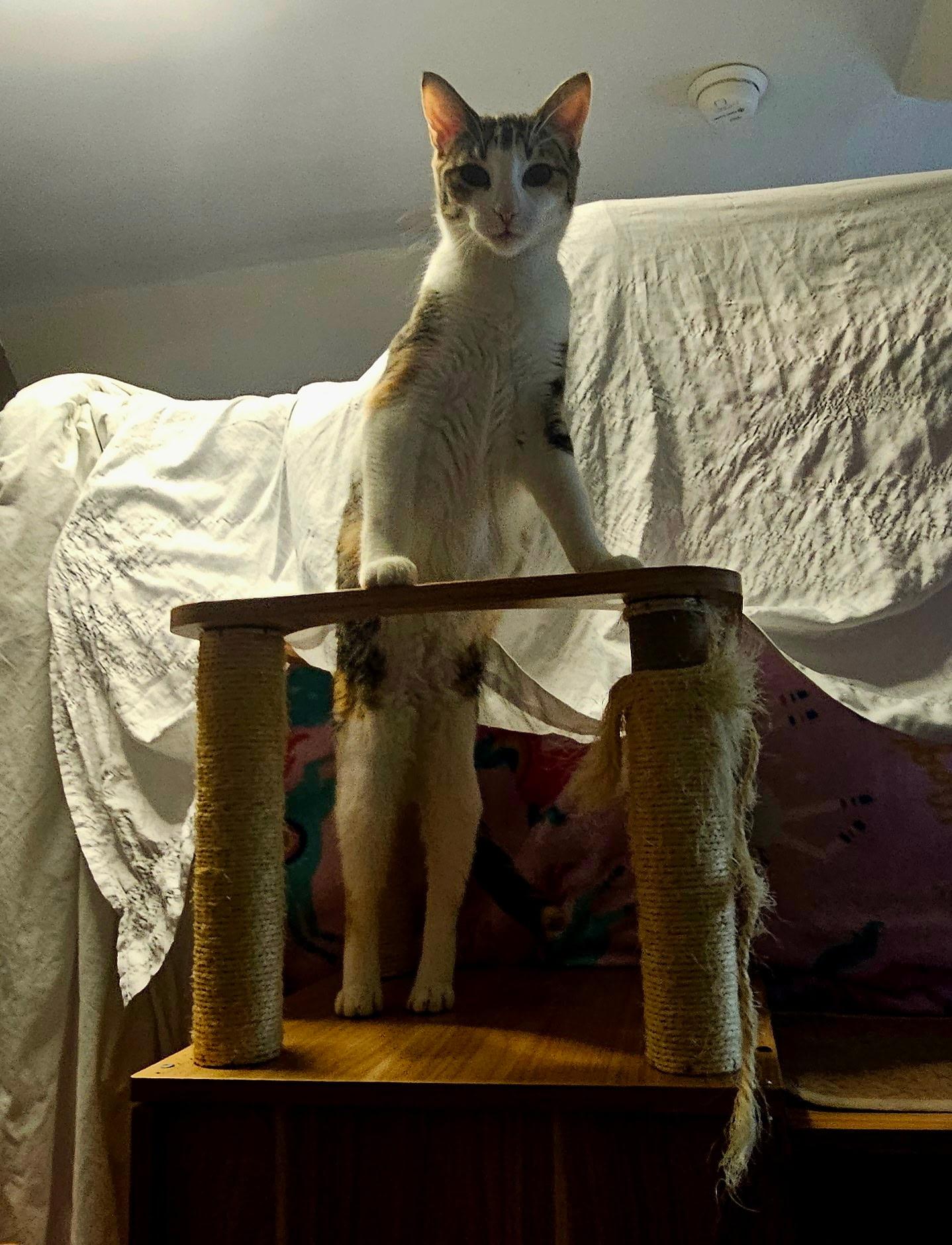 Enlarge AMARETTO, a Adoptable Domestic Short Hair in Pittsburgh, PA image 2/6