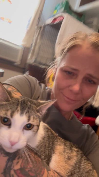 Enlarge AMARETTO, a Adoptable Domestic Short Hair in Pittsburgh, PA video 6/6