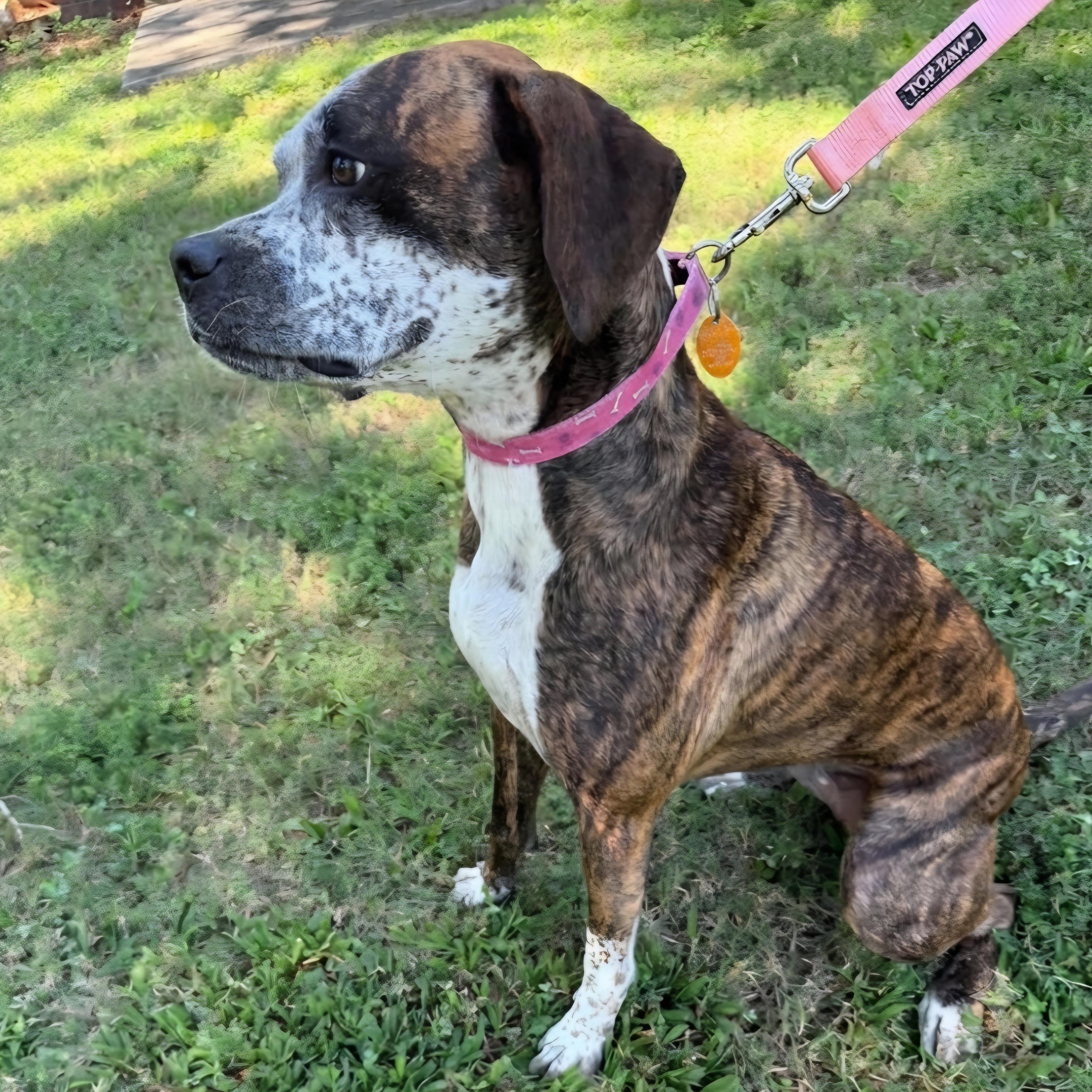 Enlarge Ollie, a Adoptable Boxer in Roswell, GA image 1/6