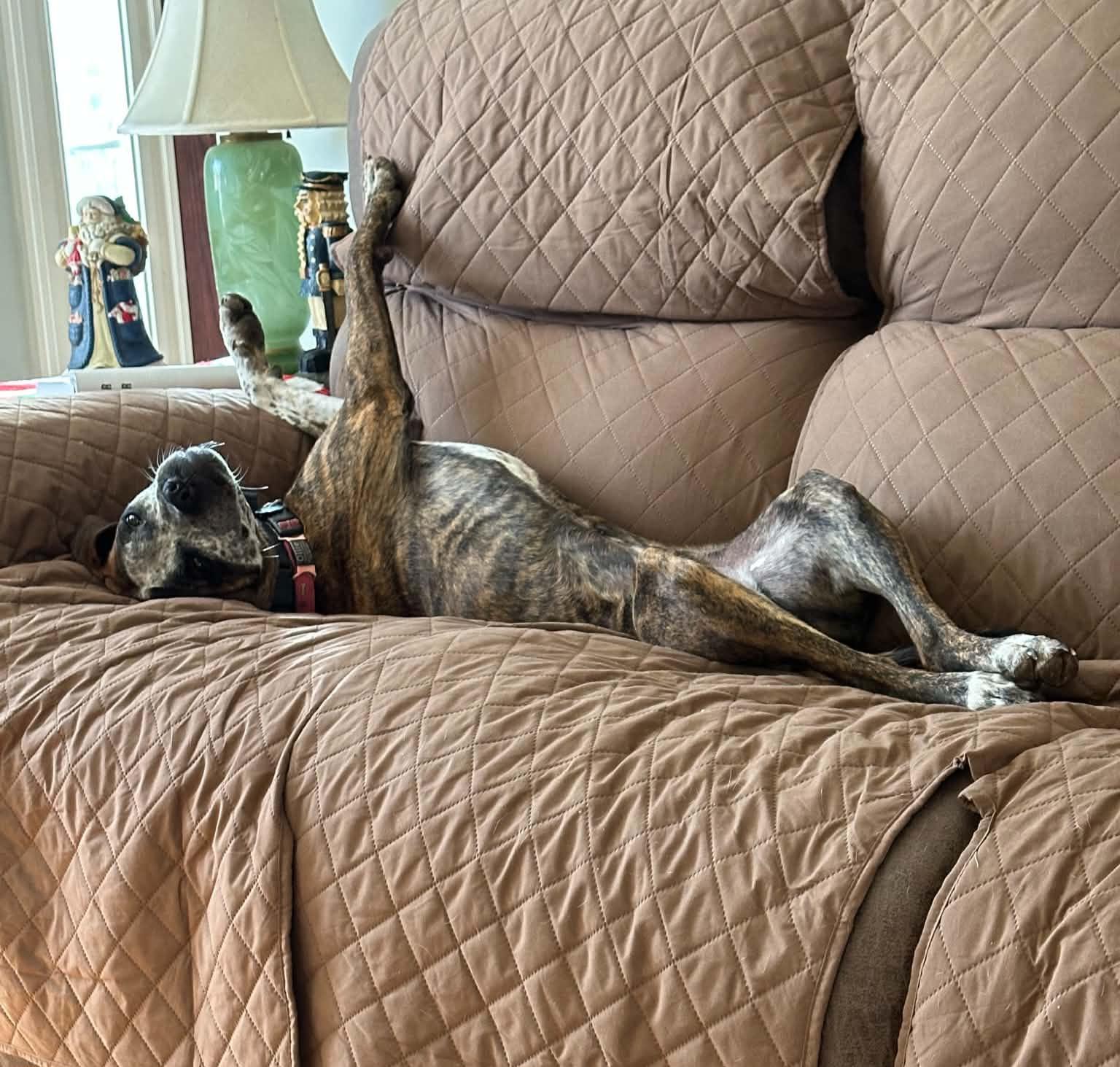 Enlarge Ollie, a Adoptable Boxer in Roswell, GA image 6/6