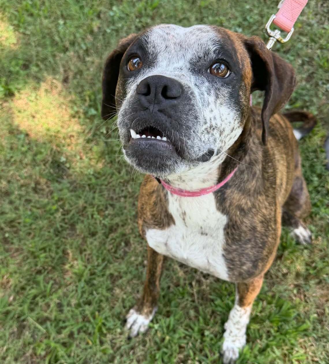 Enlarge Ollie, a Adoptable Boxer in Roswell, GA image 4/6