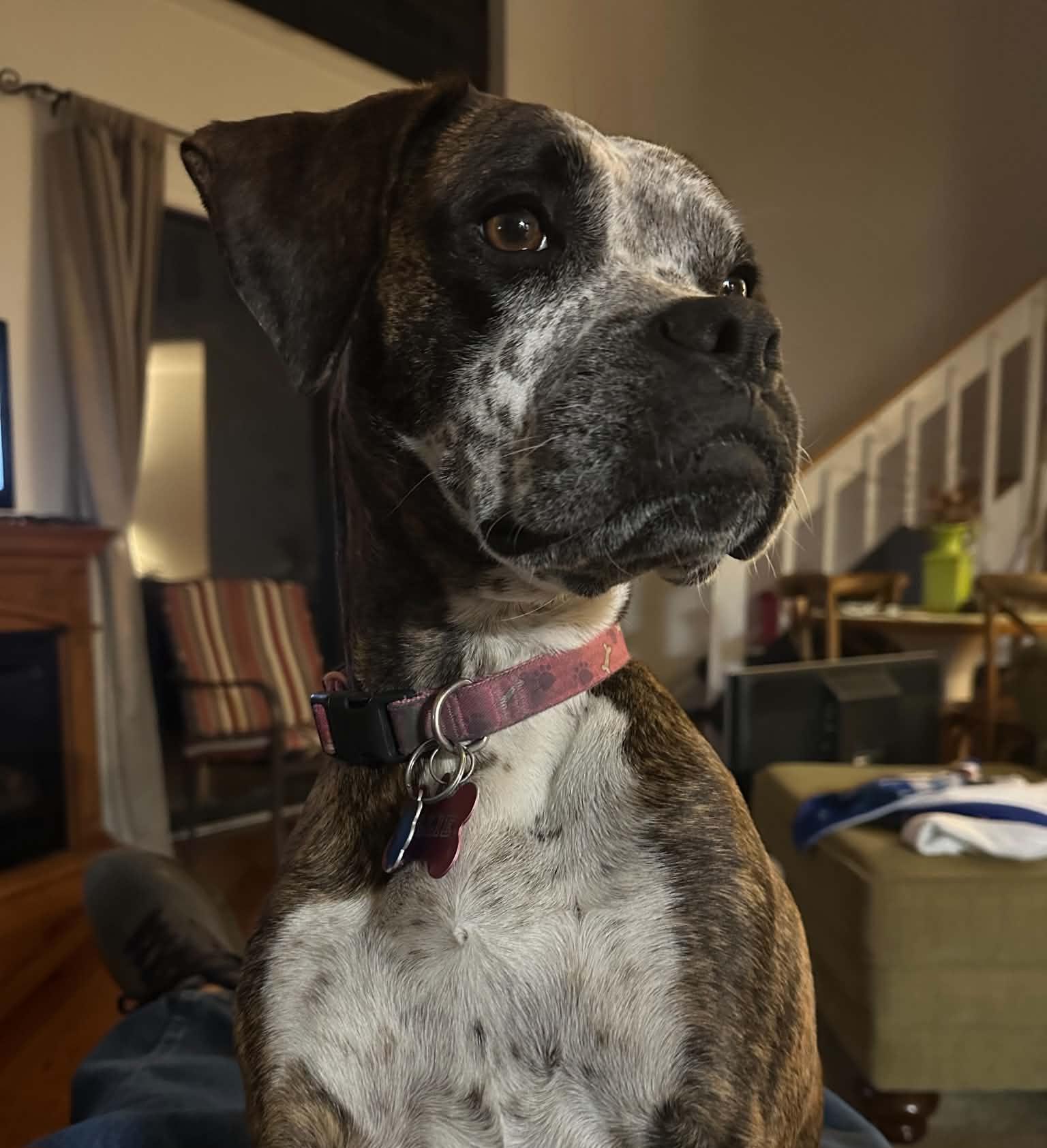 Enlarge Ollie, a Adoptable Boxer in Roswell, GA image 3/6