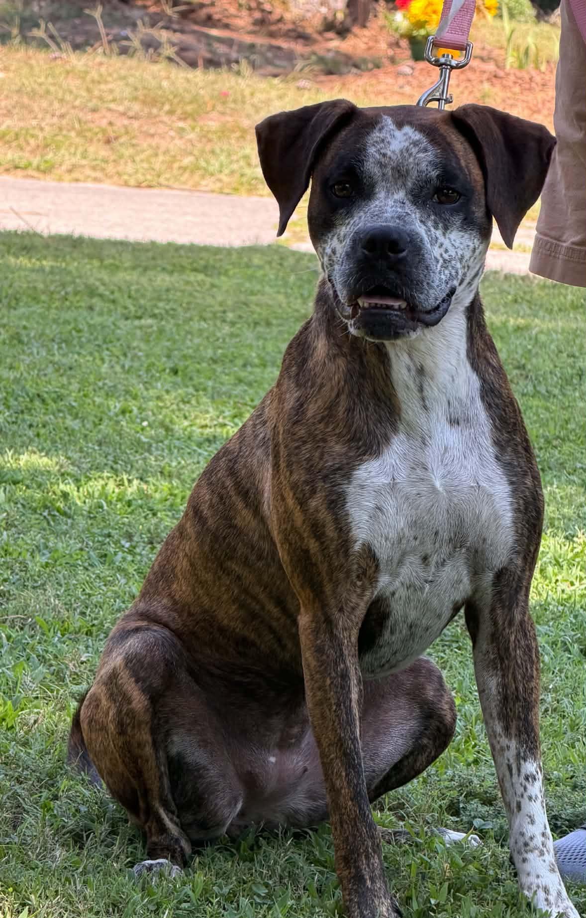 Enlarge Ollie, a Adoptable Boxer in Roswell, GA image 2/6