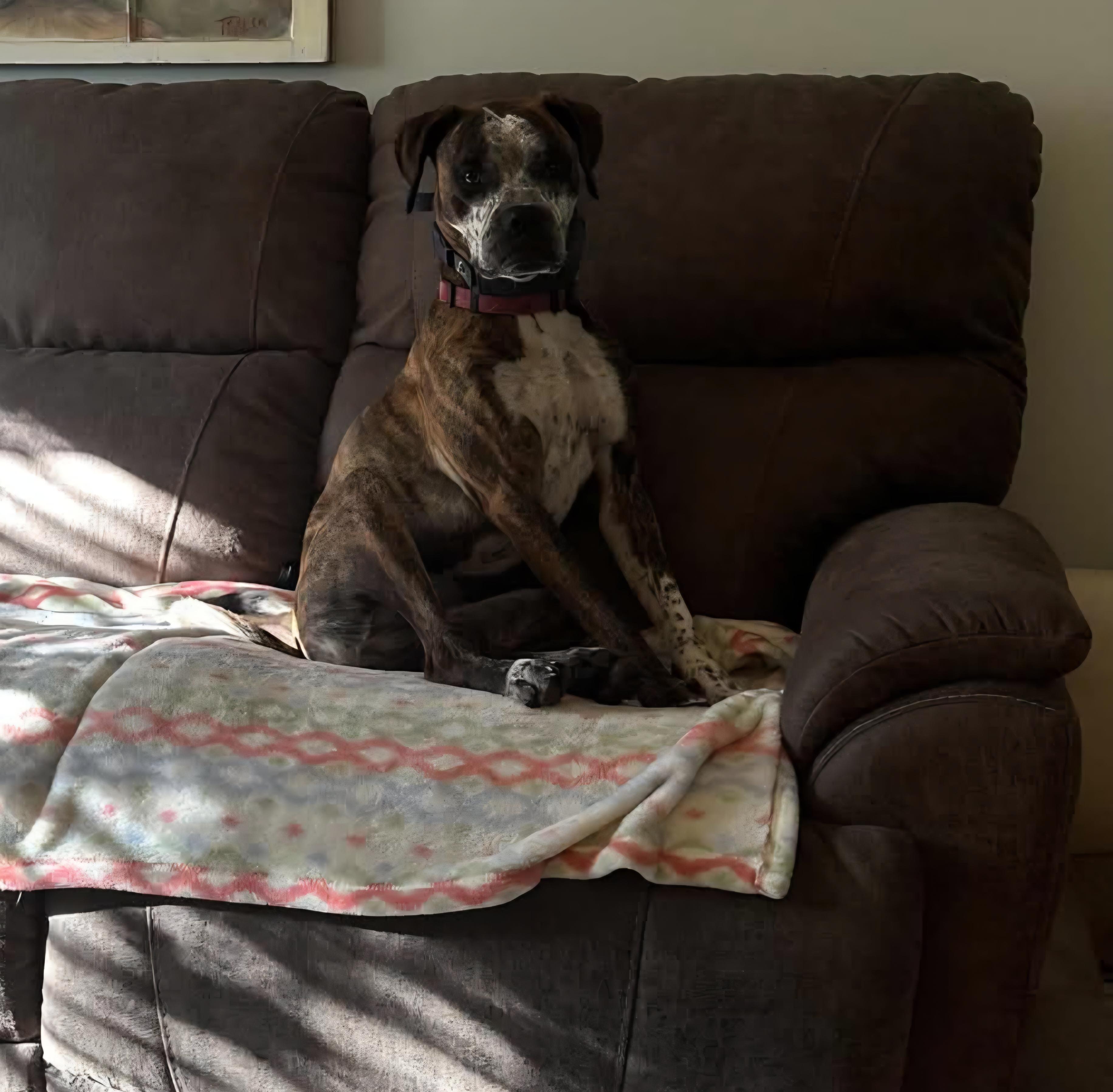 Enlarge Ollie, a Adoptable Boxer in Roswell, GA image 5/6