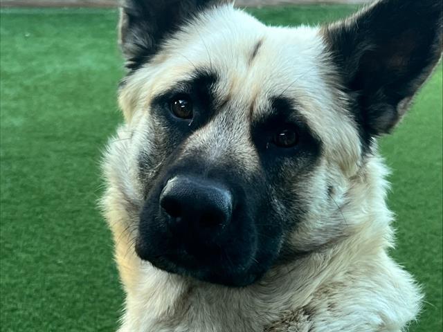 SCOOBY, Adoptable, Young Male Akita & Belgian Shepherd / Malinois.