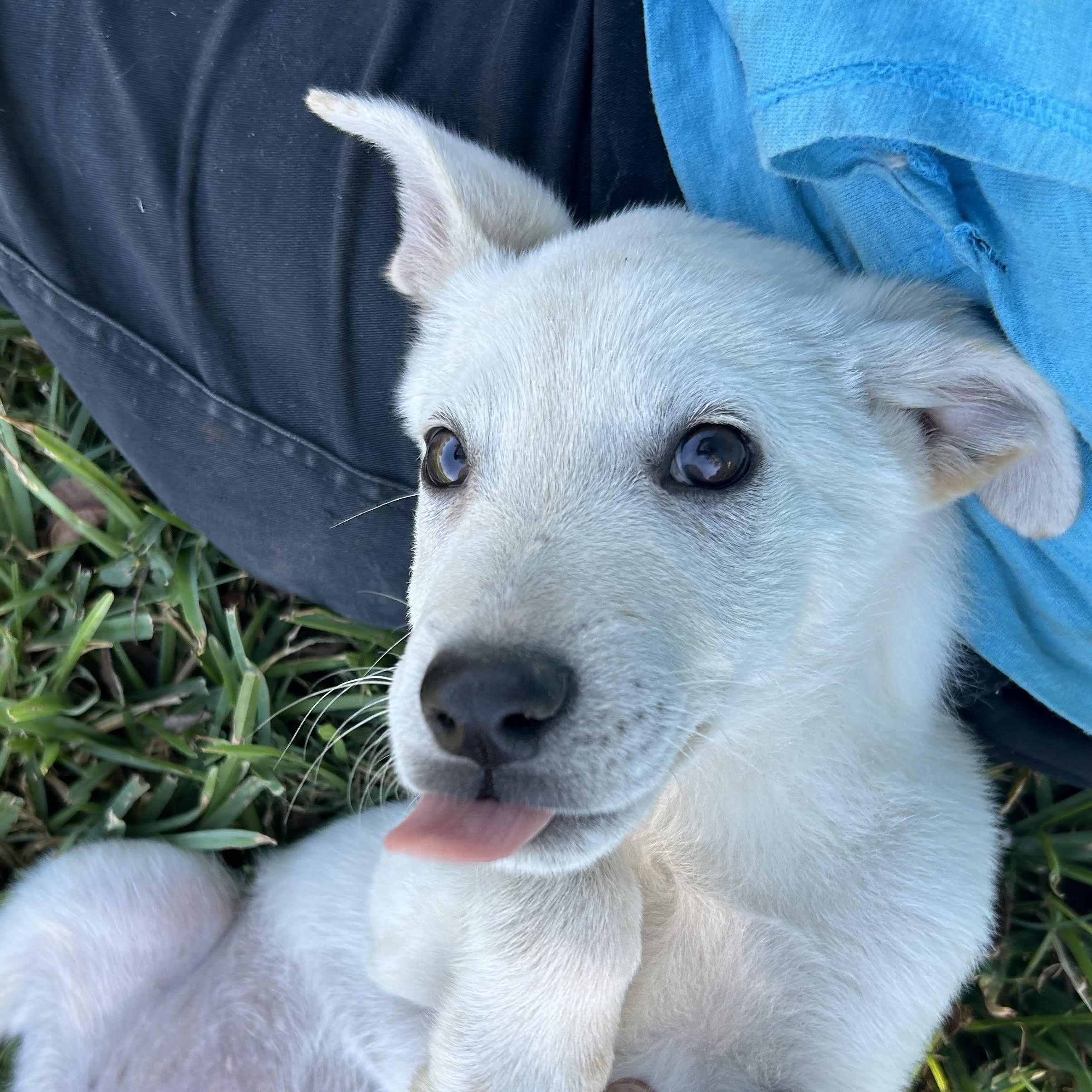 Dog for adoption Landon, a Labrador Retriever & Shepherd Mix in Ann