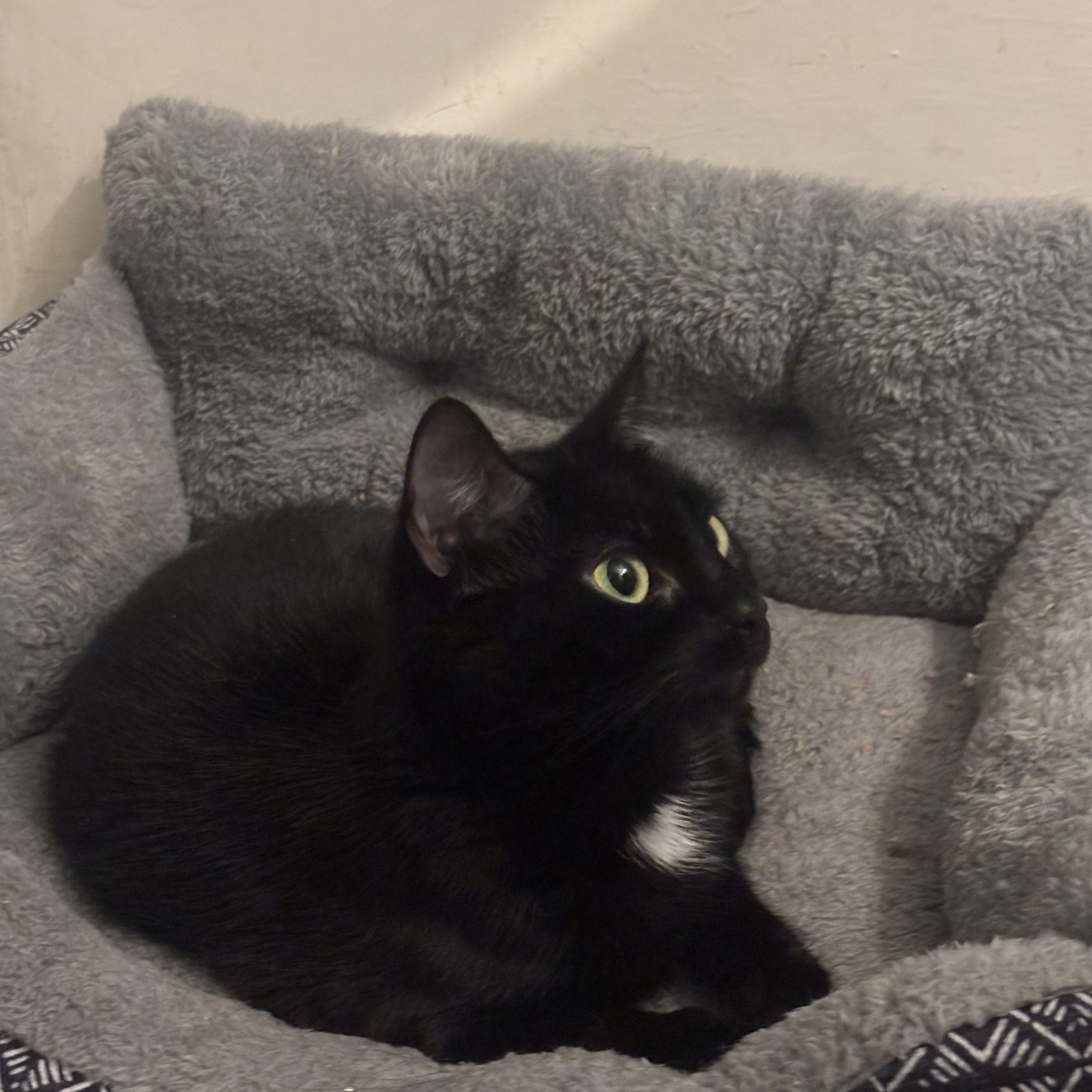 Enlarge Nova, a ADOPTABLE Domestic Short Hair in Statesboro, GA image 3/3