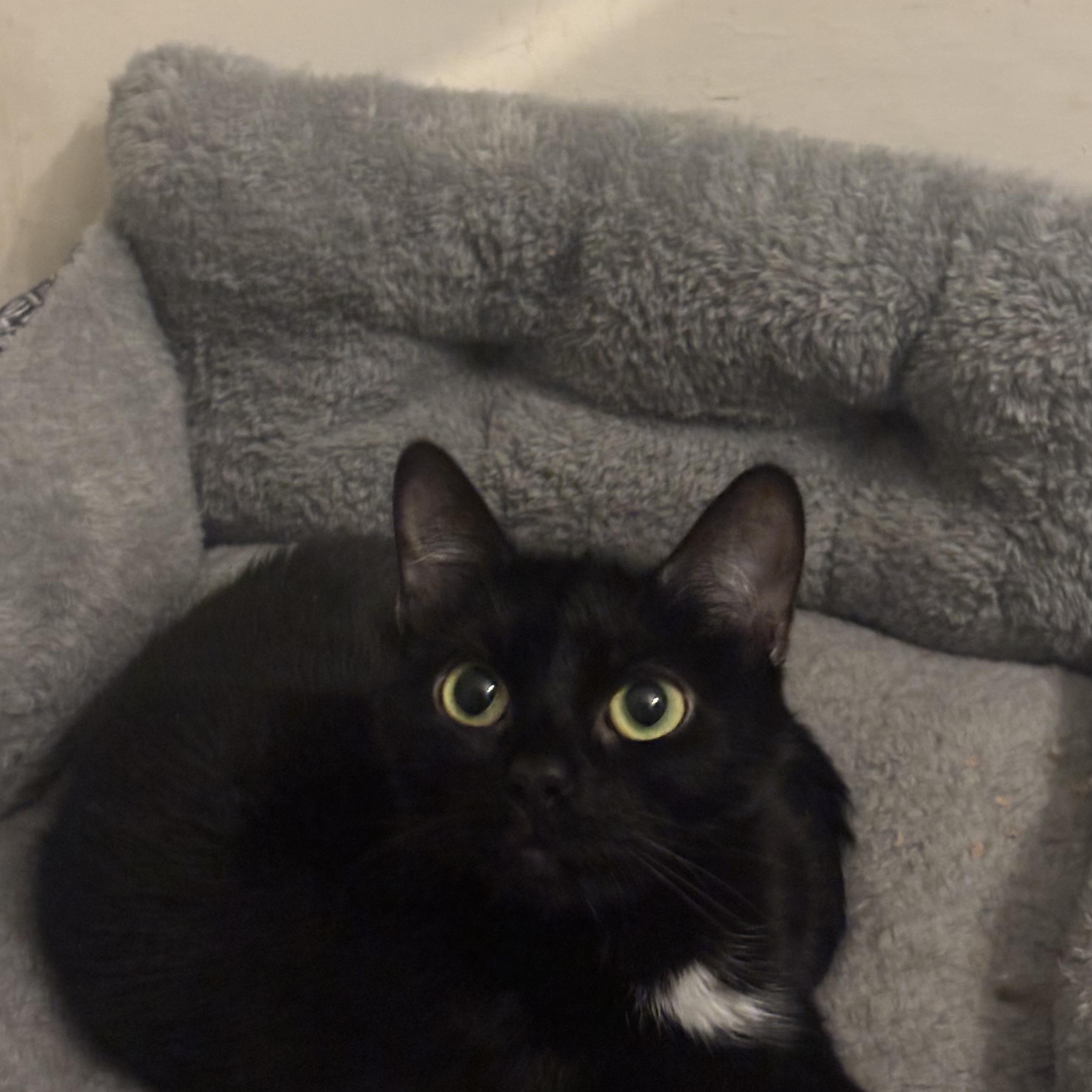 Enlarge Nova, a ADOPTABLE Domestic Short Hair in Statesboro, GA image 2/3