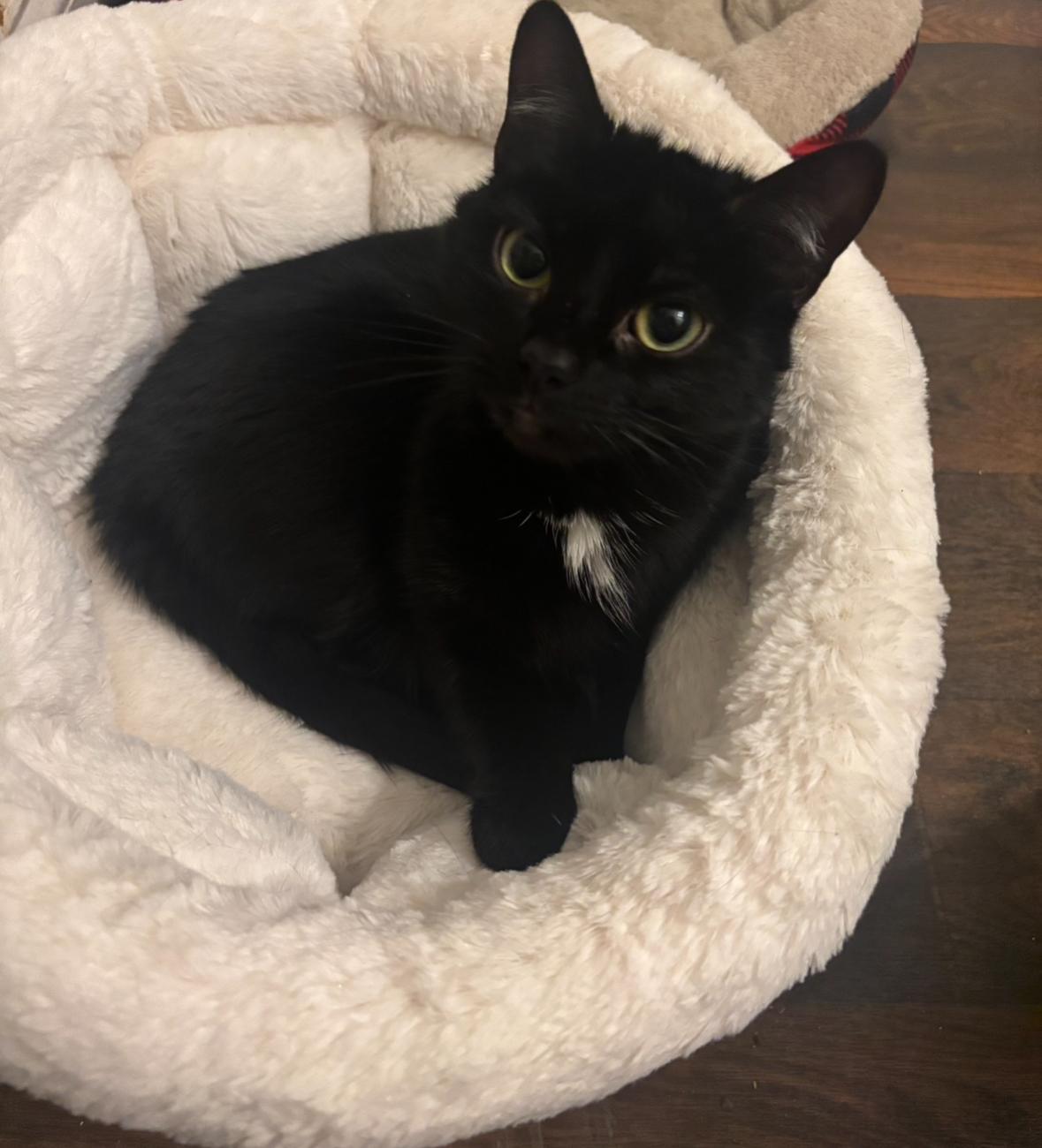 Nova, ADOPTABLE, Adult Female Domestic Short Hair.