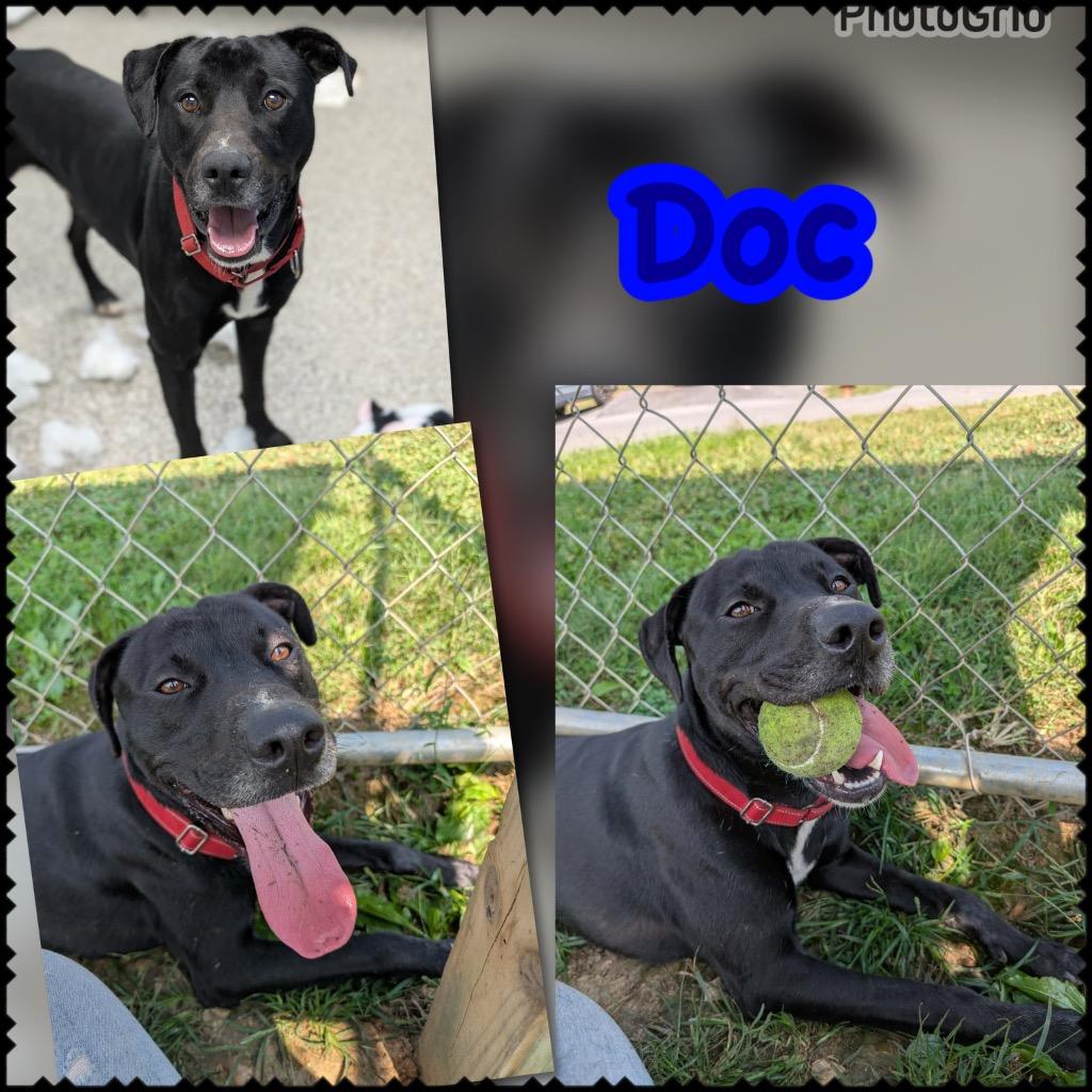 Enlarge Doc, a Adoptable mixed breed in Blountville, TN image 2/2