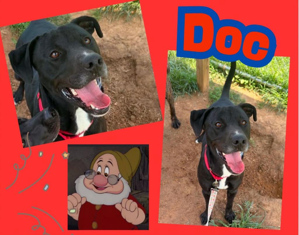 Doc, Adoptable, Young Male Pit Bull Terrier & Mixed Breed.