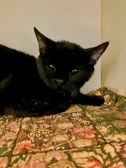 Jefferson, a Adoptable mixed breed in DeKalb, IL image 1/3