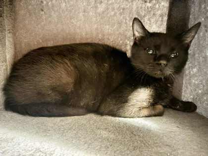 Jefferson, a Adoptable mixed breed in DeKalb, IL image 2/3